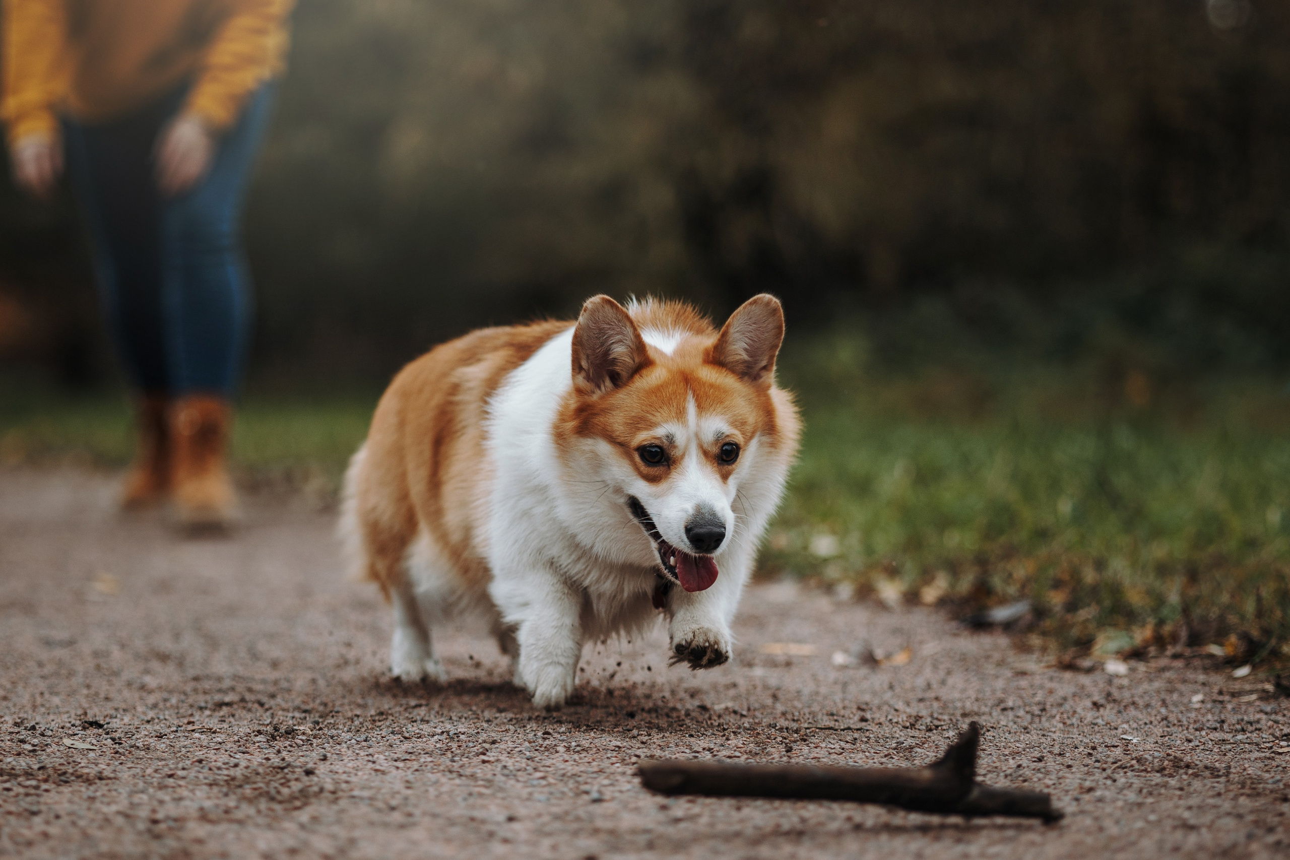 Юля и Терри. Фотограф — Анималист | Санкт-Петербург