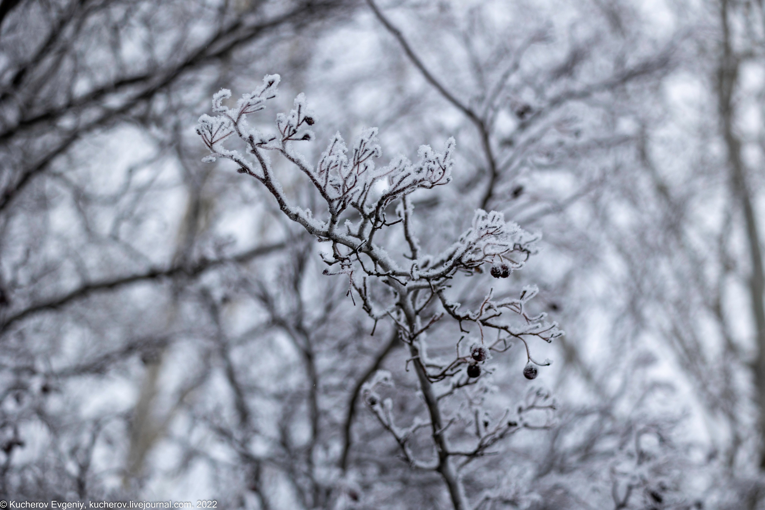 Коломенское. Кучеров Евгений. Фотограф