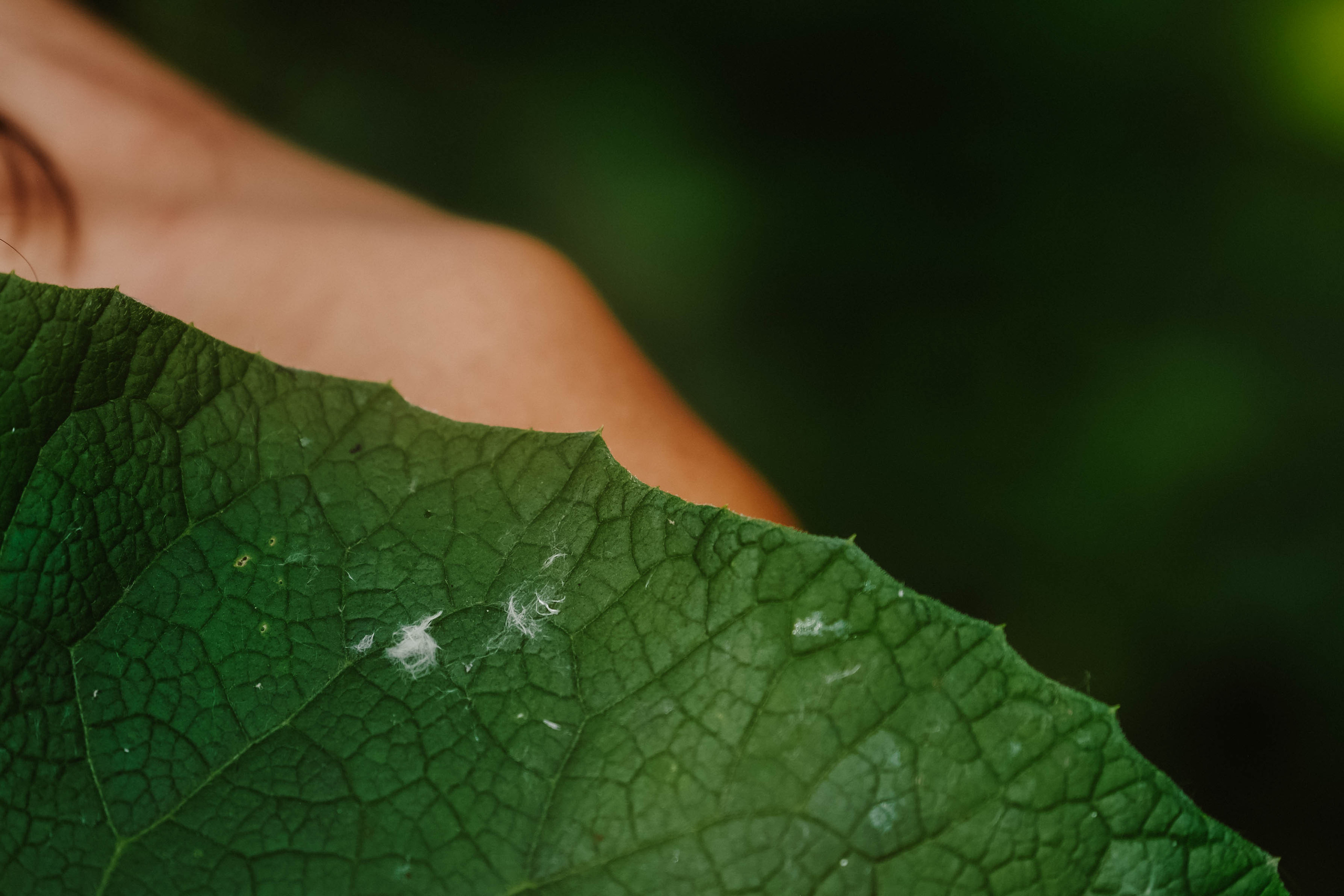 Прогулочная фотосессия для Греты. Фотограф Анна Герман. Красноярск