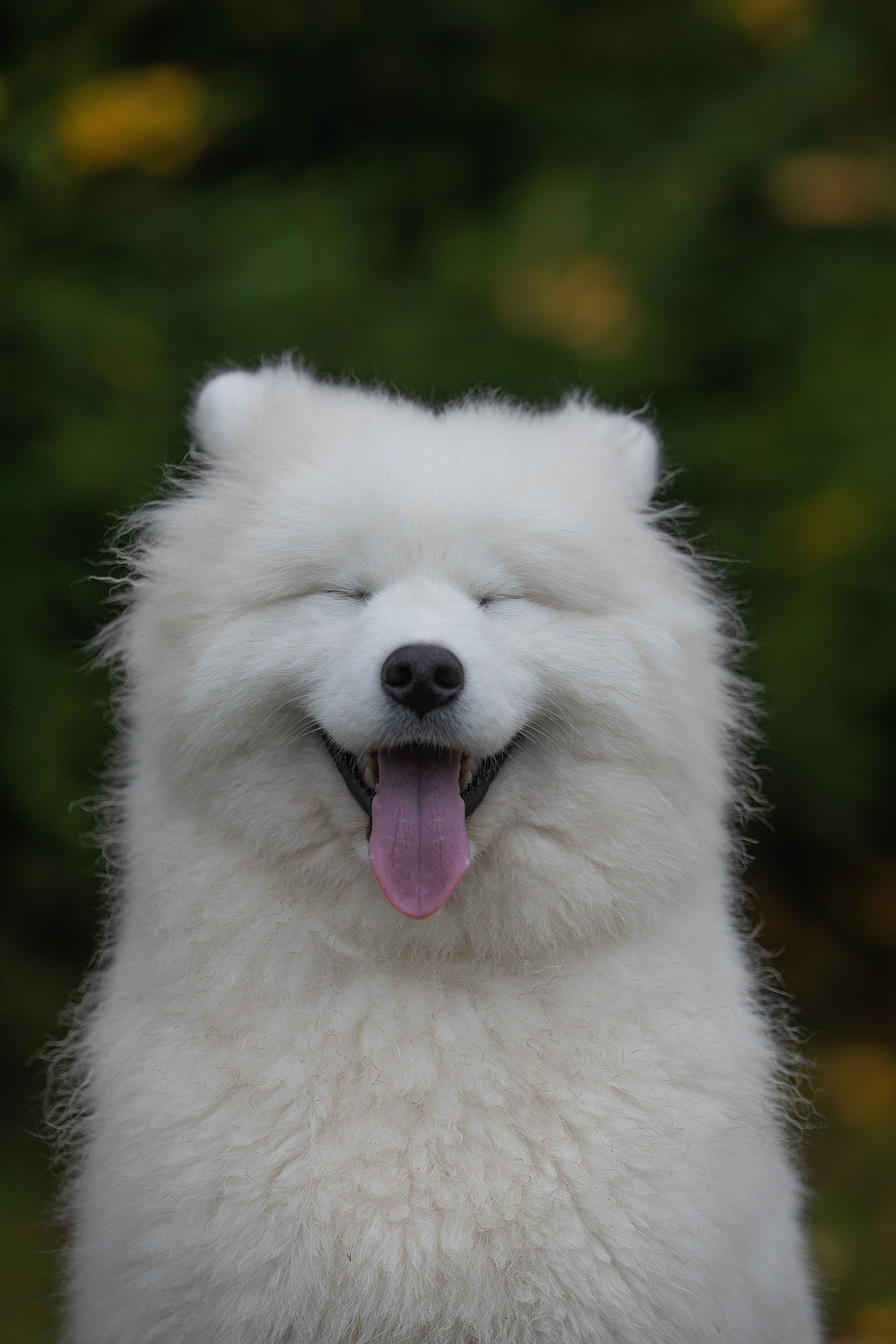 Собаки питомника Версаль. Творческий фотограф Вологда