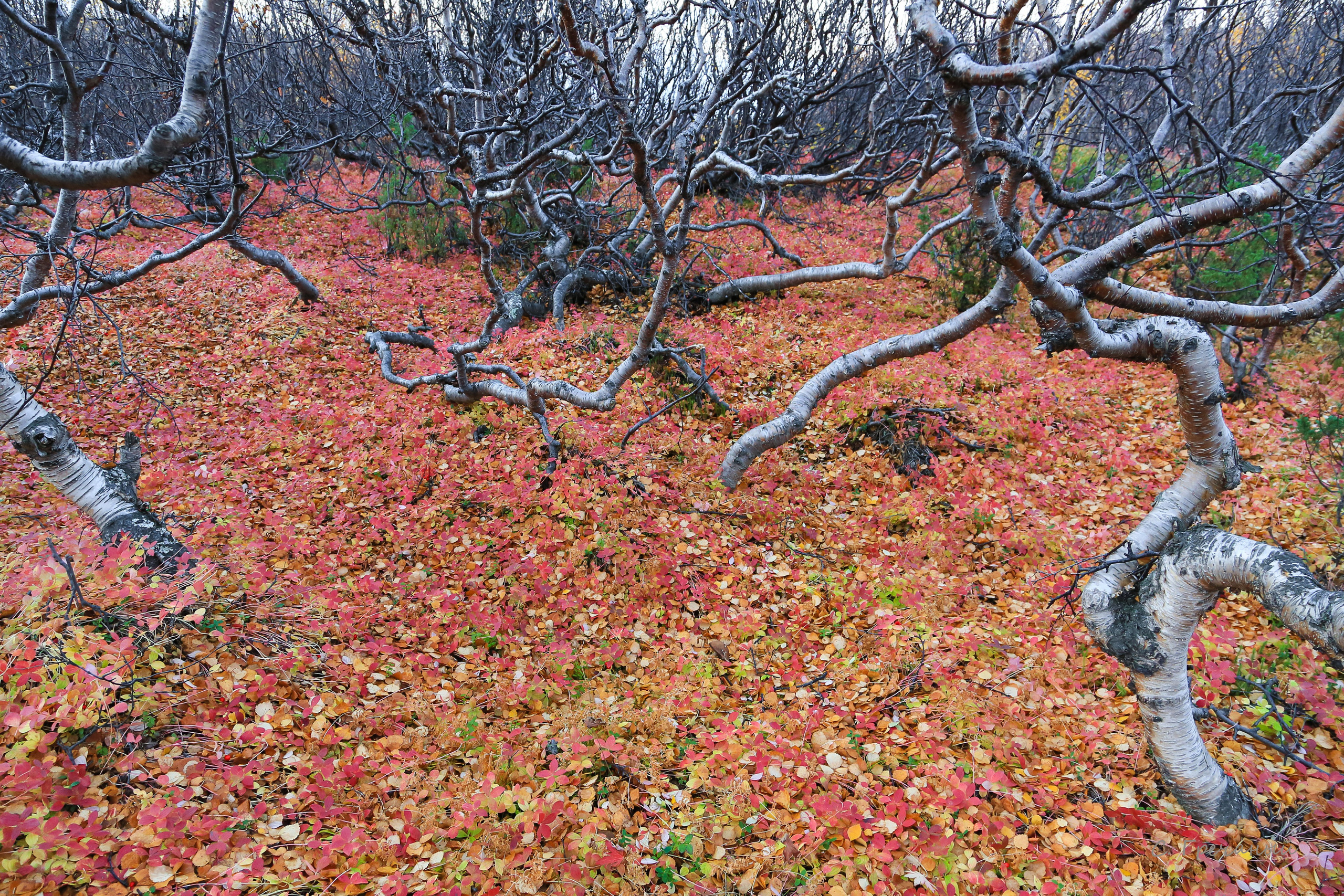 Мир растений. Пейзажи Крайнего Севера. Баренцево море, Рыбачий, Средний, Немецкий