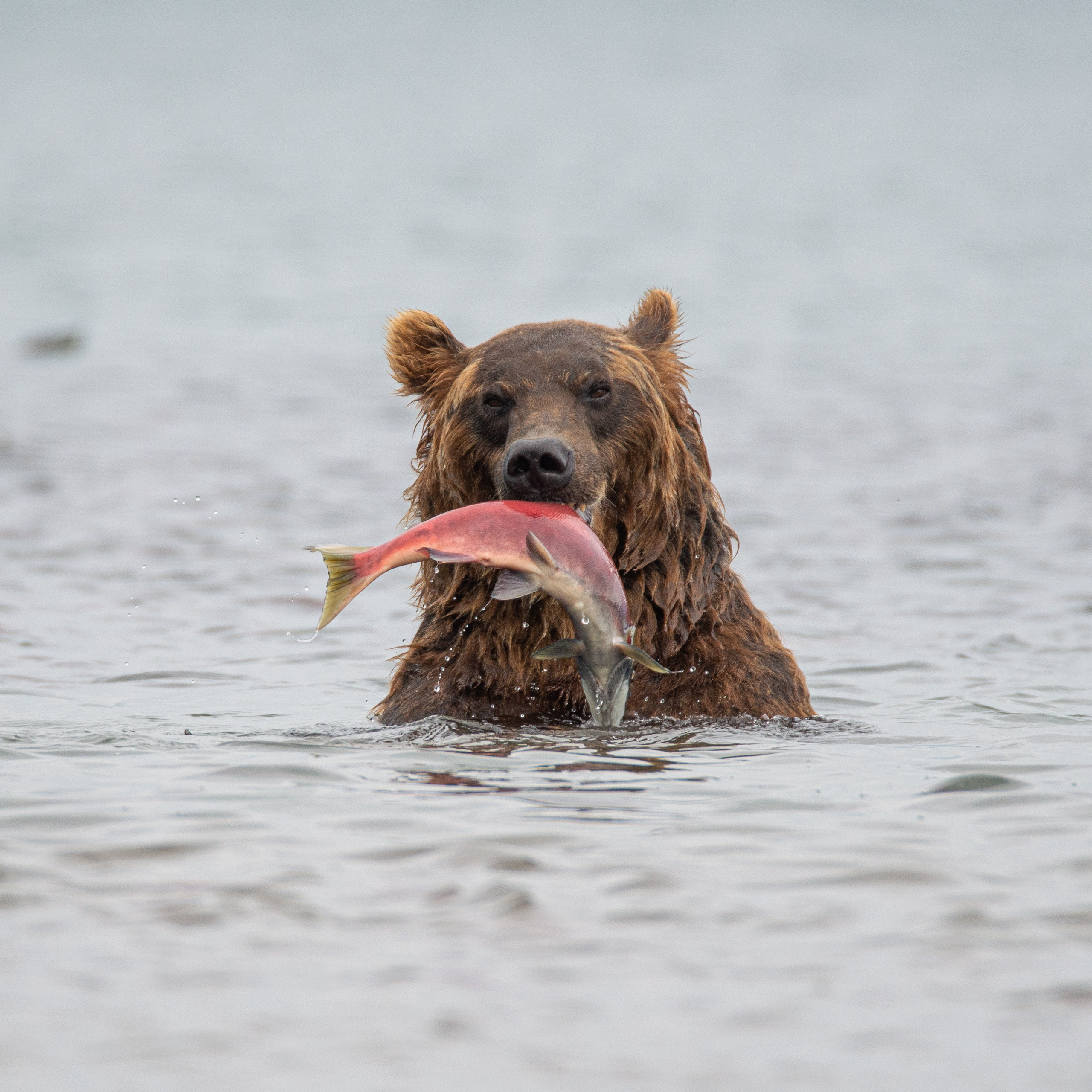 Камчатка — земля медведей. Игорь Иванко — Репортажный и событийный фотограф. Москва
