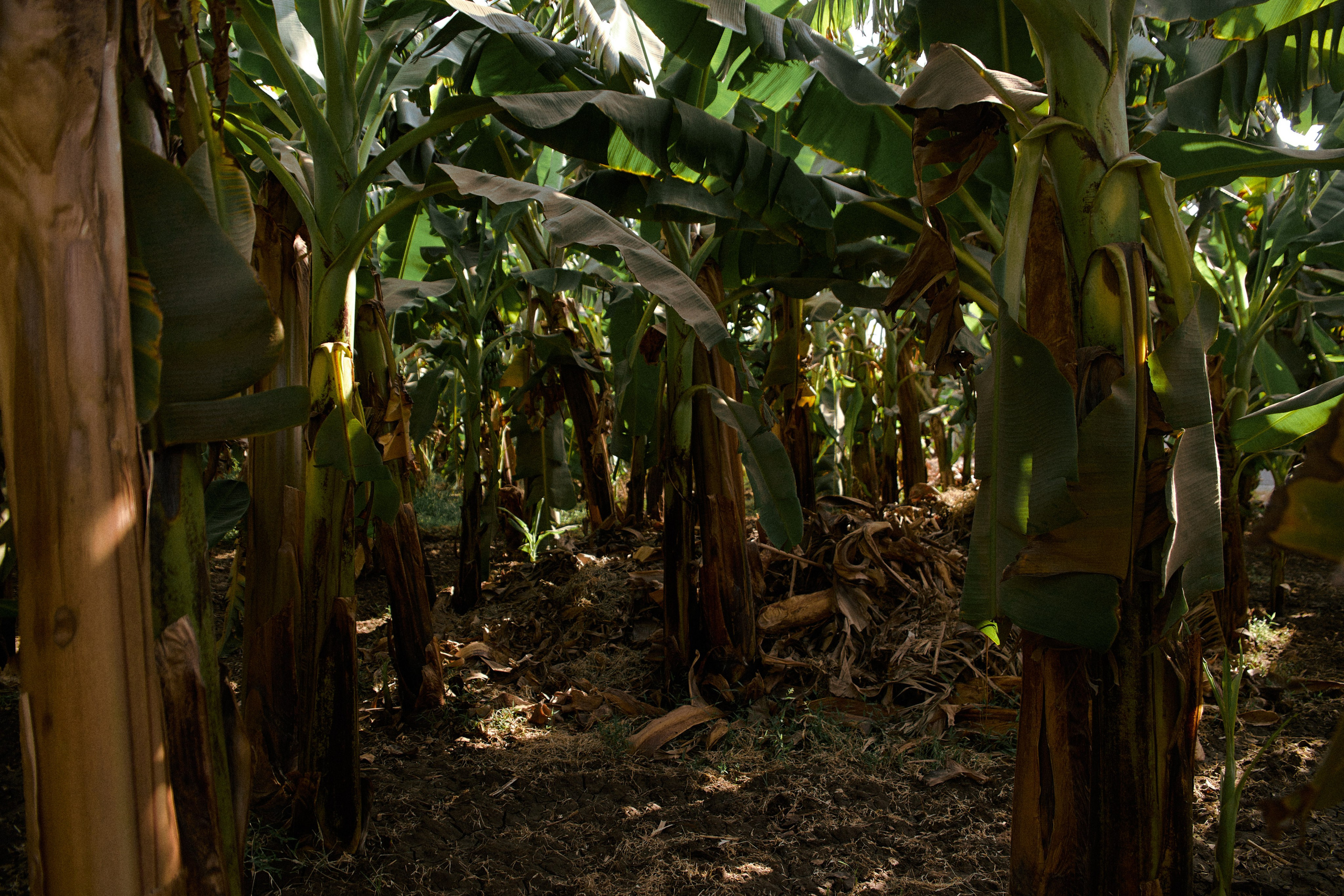 Улица горизонтальная. Jorgis — фотограф в Хургаде / обучение фотографии