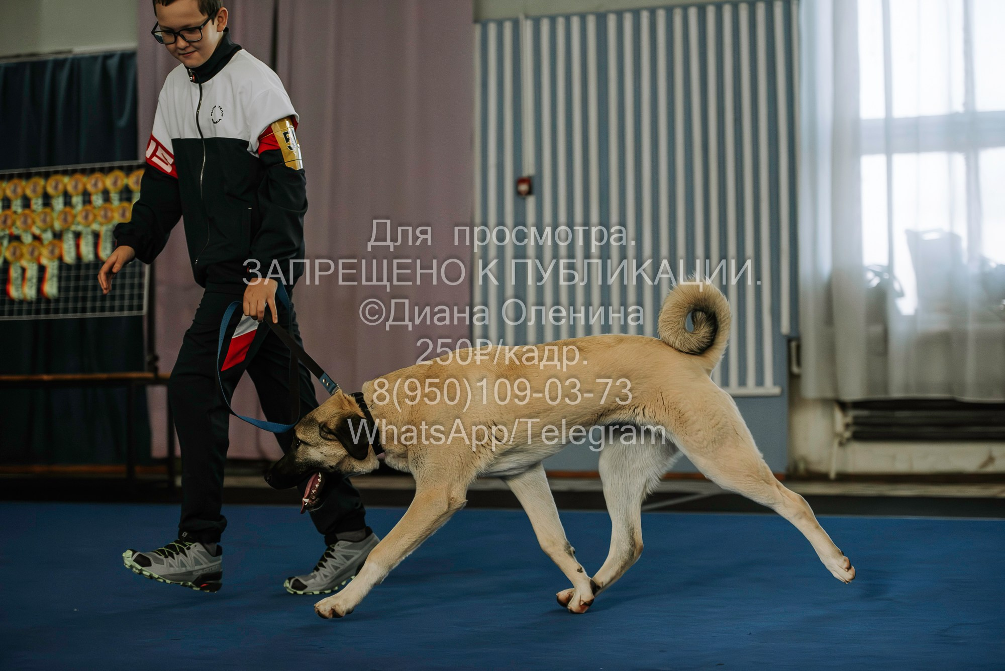 Выставка собак Красноярск 29.10.2023. Фотограф Диана Оленина Красноярск / Братск
