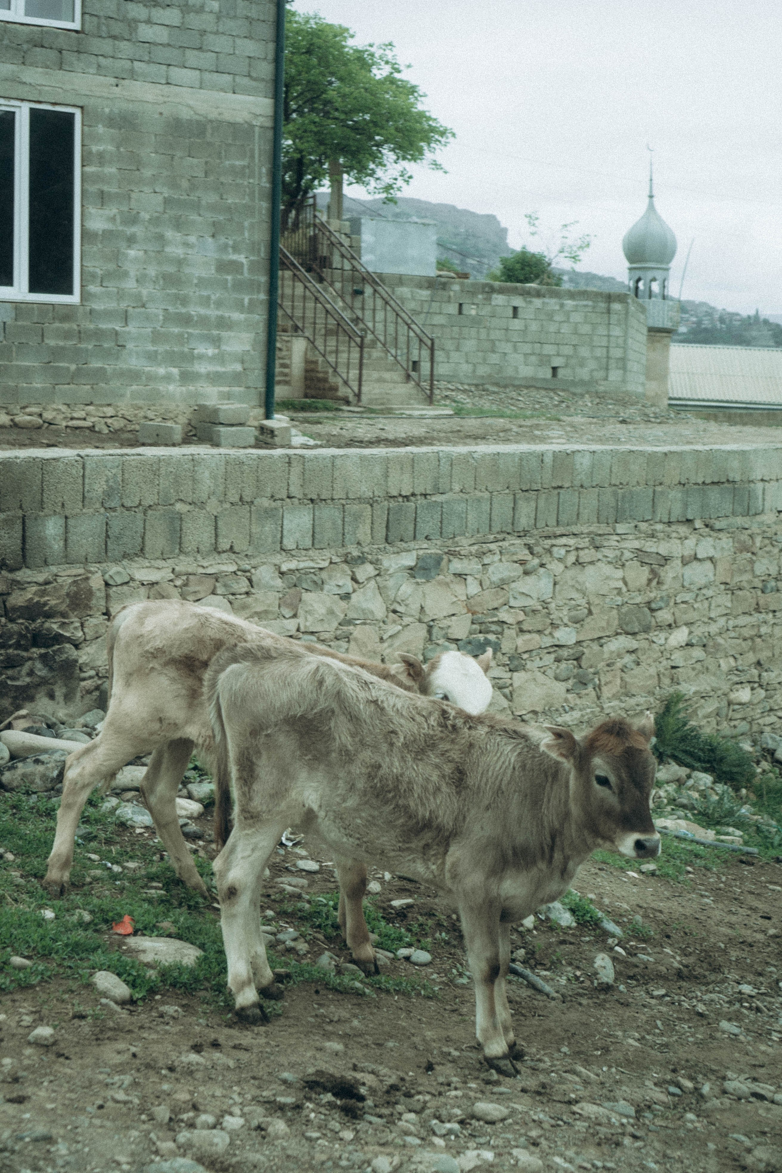 Кавказ. Профессиональный фотограф, Санкт-Петербург — Виктория Богомолова