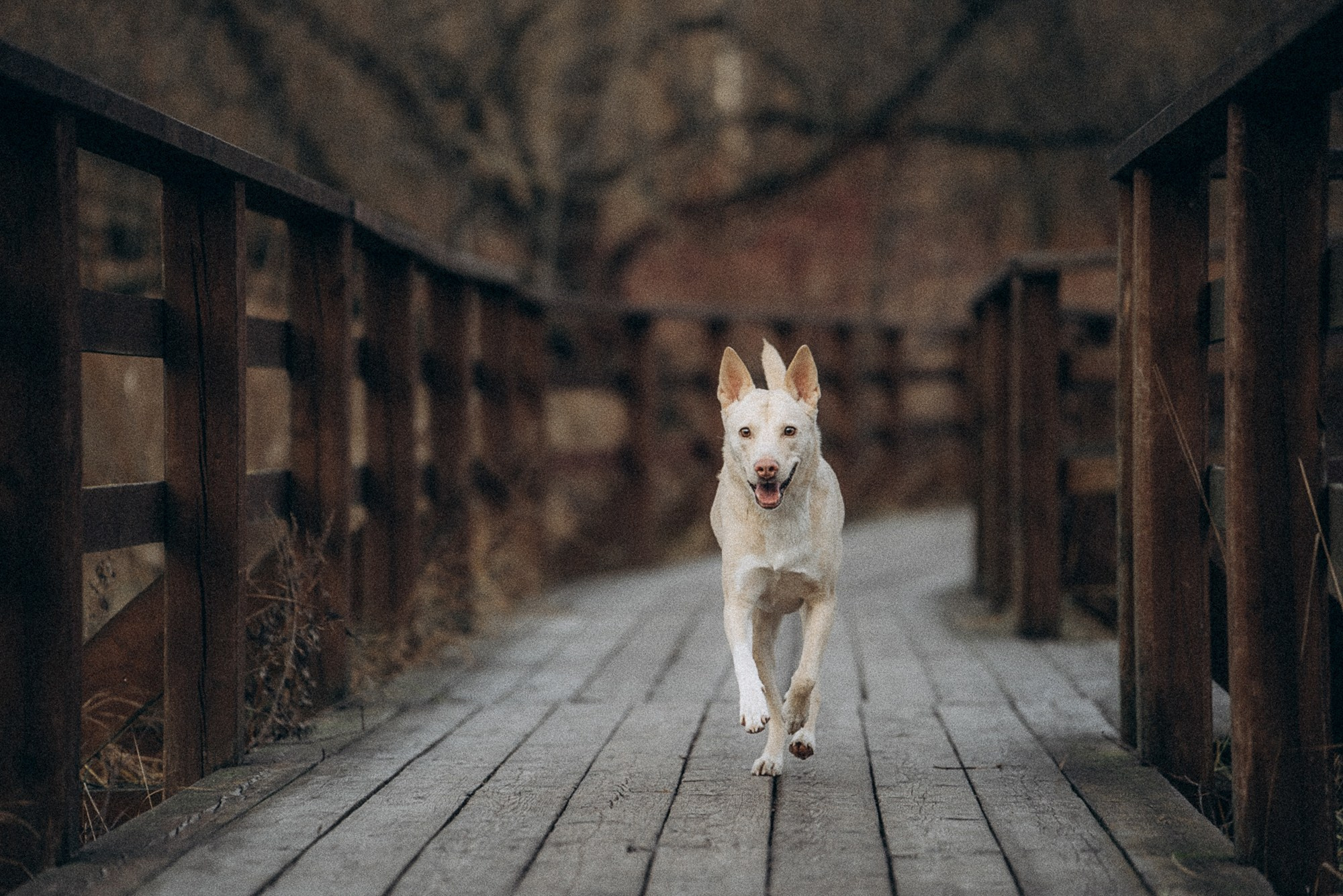 Туся. Фотограф анималист в Москве и Санкт-Петербурге Свиридова Анна