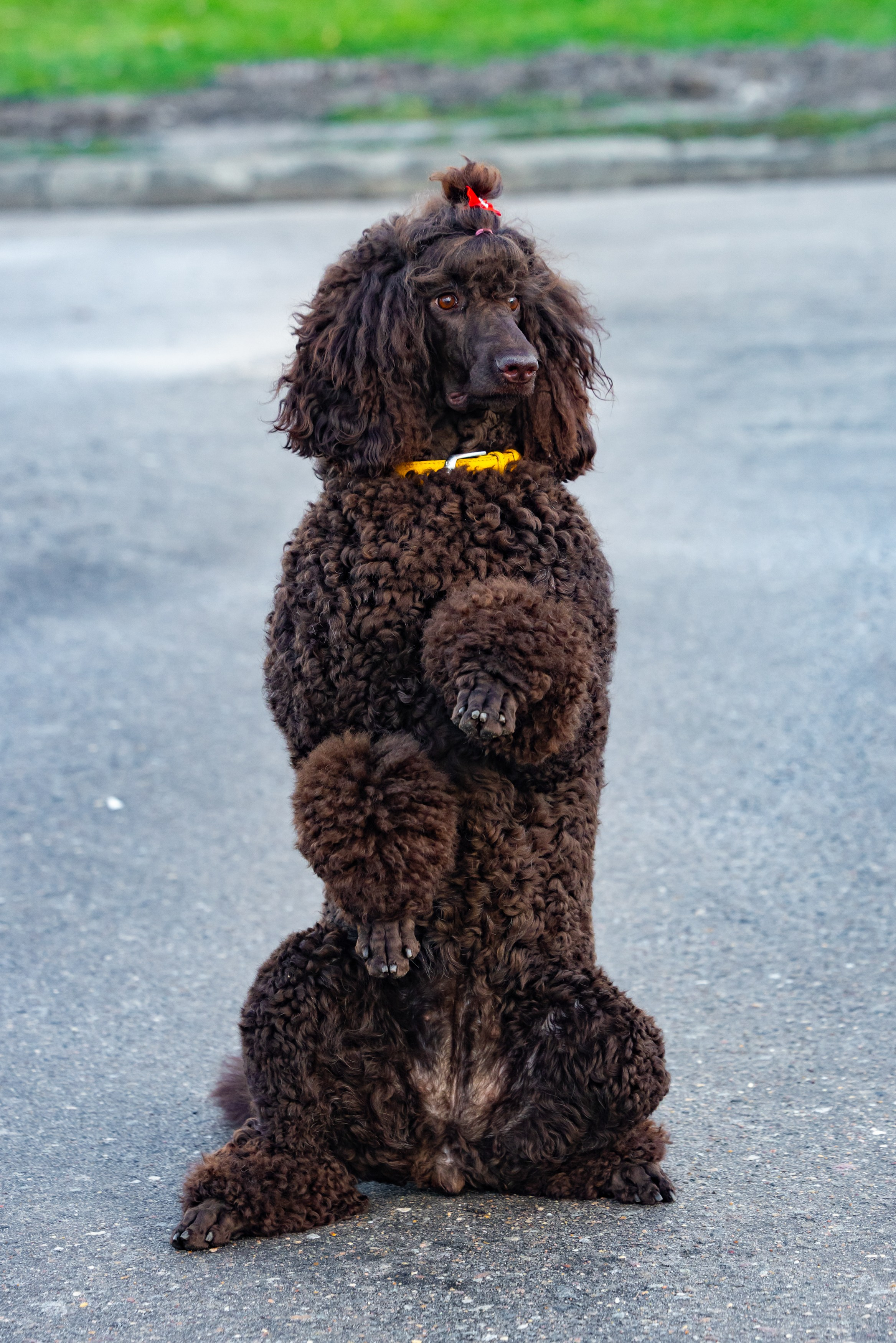 Клуб грумеров (прогулка и семинары). Виктория Зудина — фотограф в Москве