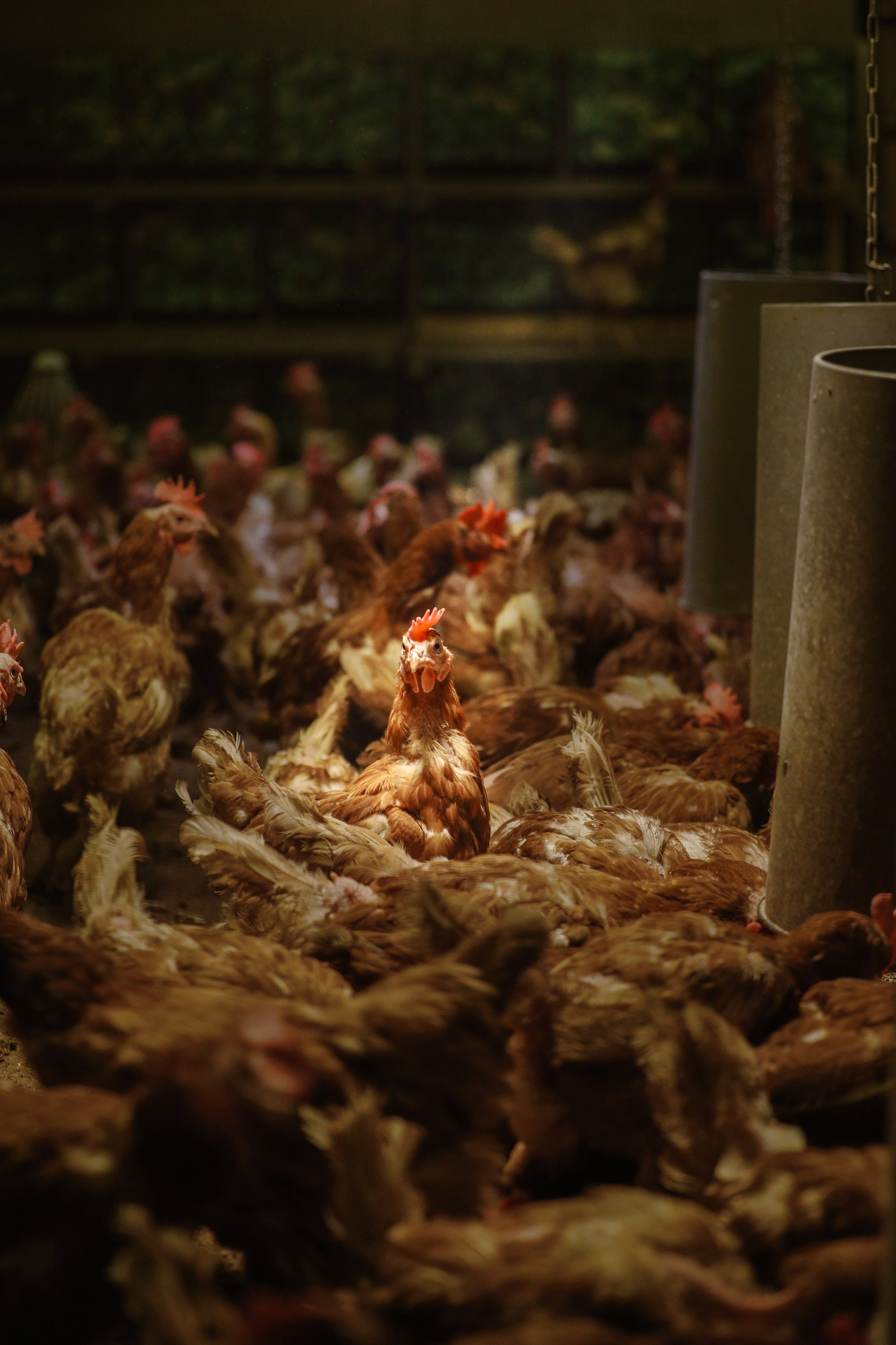 Репортажи. Трандин Иван Фотограф СПб