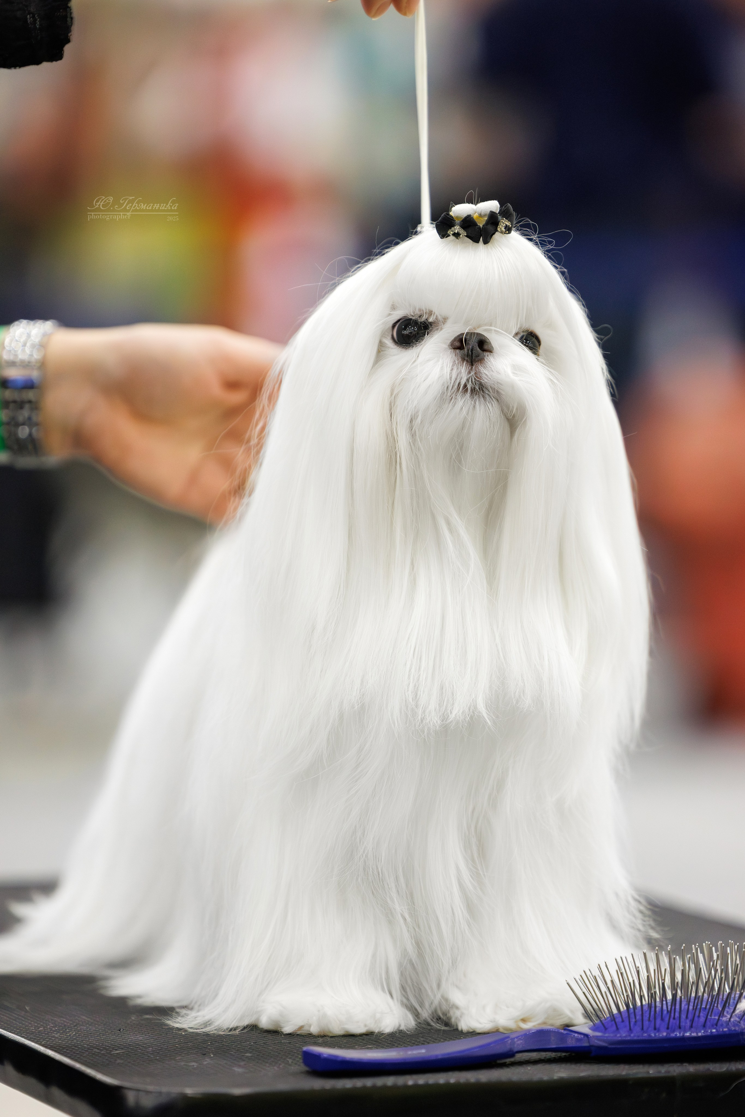 Питер 12-13.12.2025. Фотограф-анималист Юлия Германика