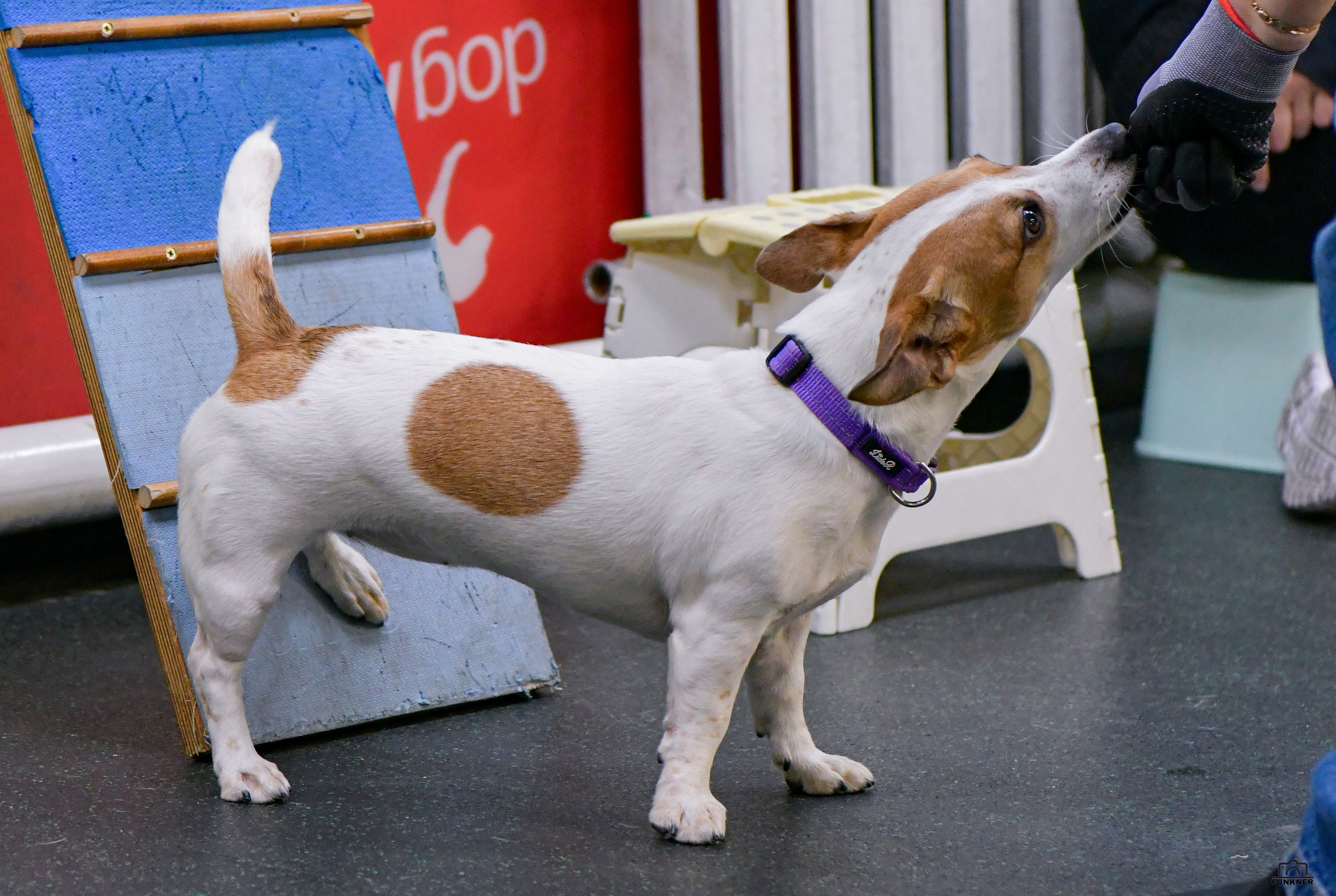 Кинологический клуб «Бодрый хвост». Свой взгляд через объектив