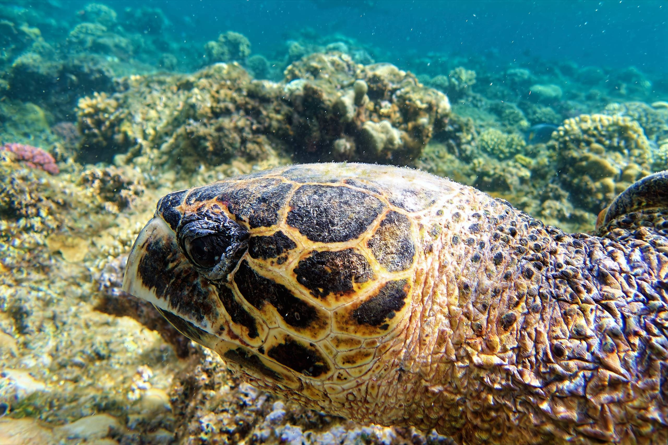 Рыбов показываю