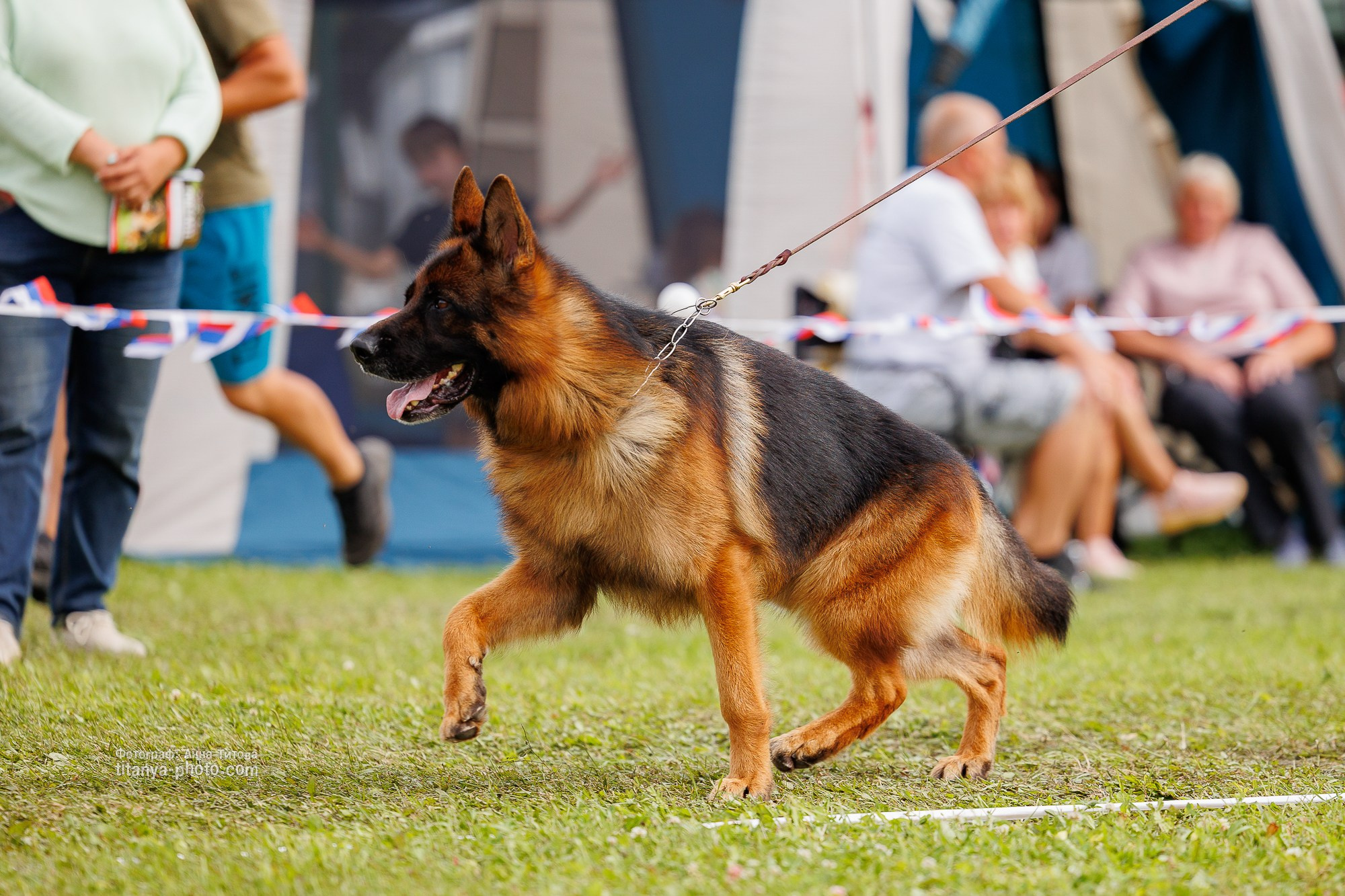 Немецкие овчарки: фото из рингов и вне ринга, мутпроба (фотографии с выставок). Фотограф собак, фотограф-анималист Аня Титова (Titanya). Москва