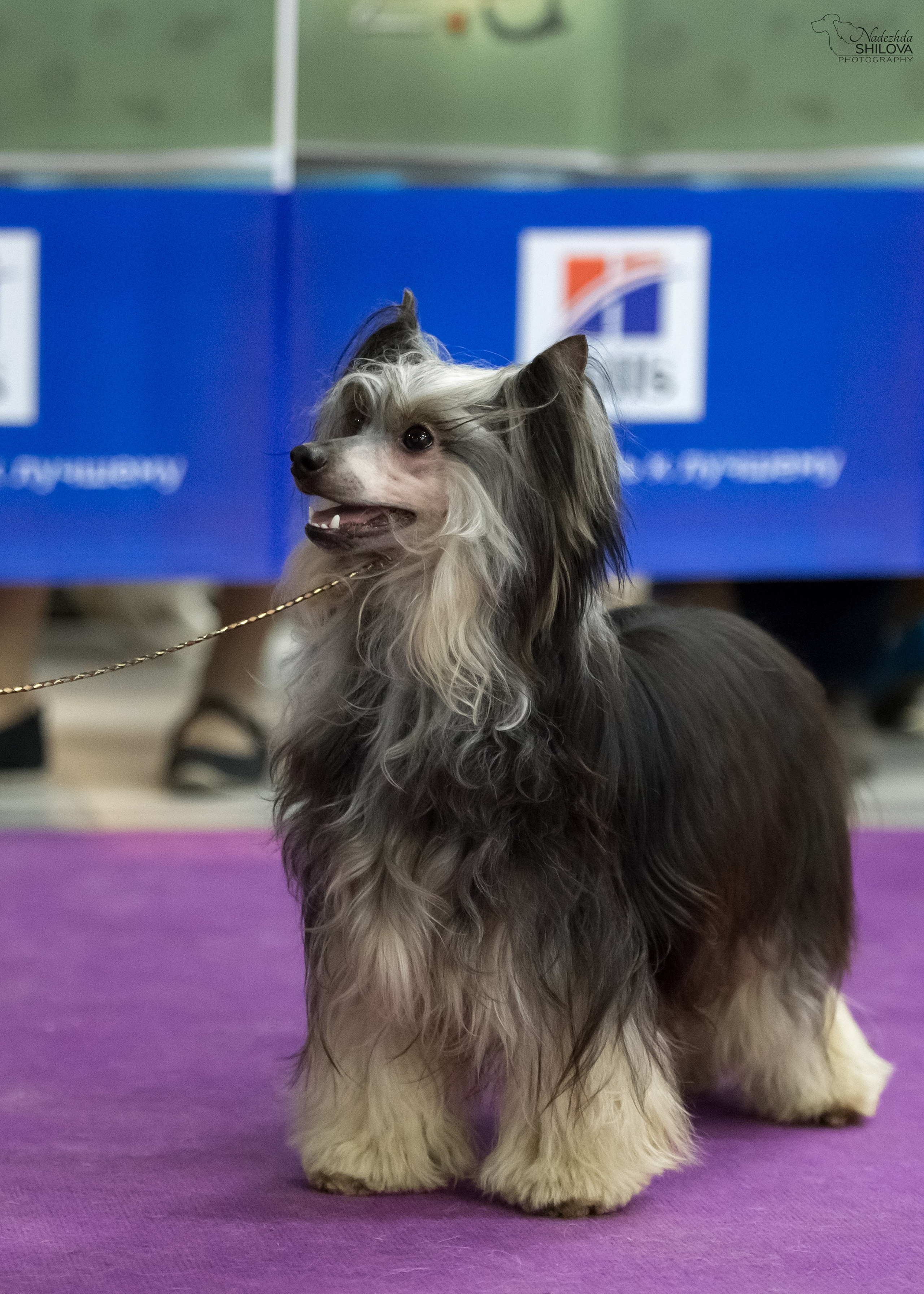Poale Ell Bazhen. Chinese Crested Dog Kennel Poale Ell