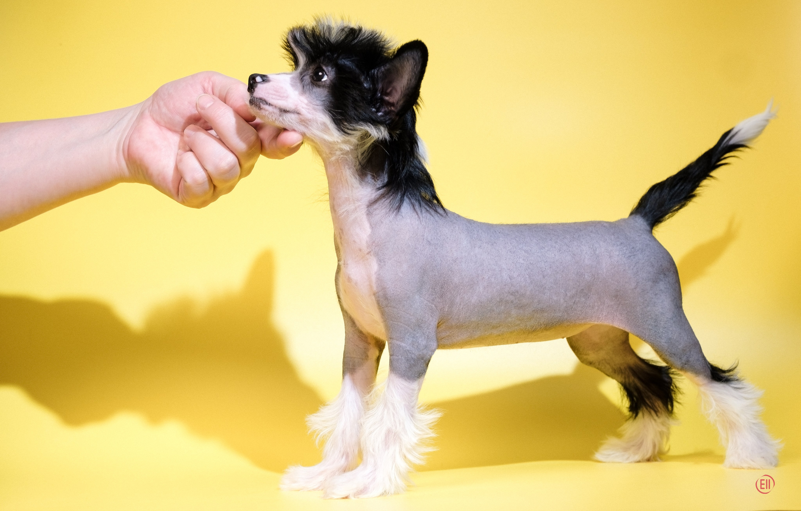 Помёт «D». Жёлтая фотосессия. Питомник китайских хохлатых собак Poale Ell: купить щенка в питомнике