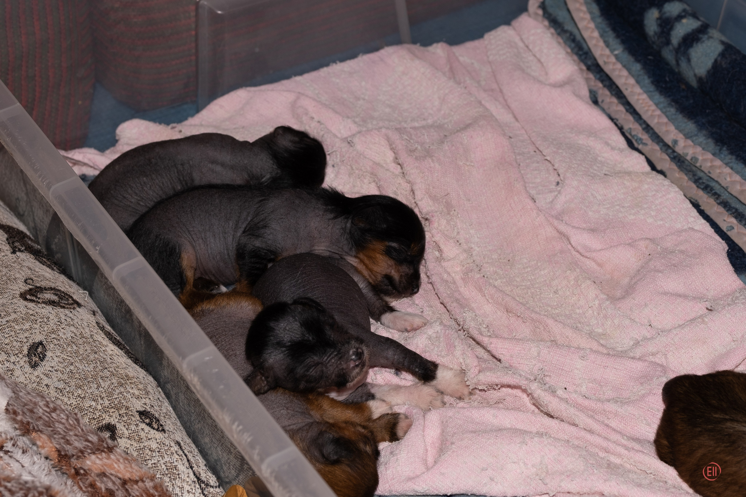 Litter V. Poale Ell Chinese Crested Dog Kennel: Buy a puppy from the kennel