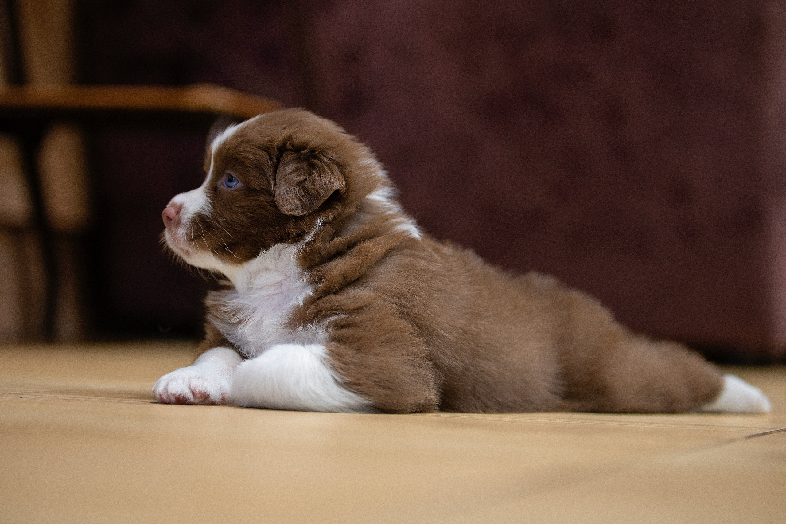 Заводчик Ольга Тутлова. Творческий фотограф Вологда