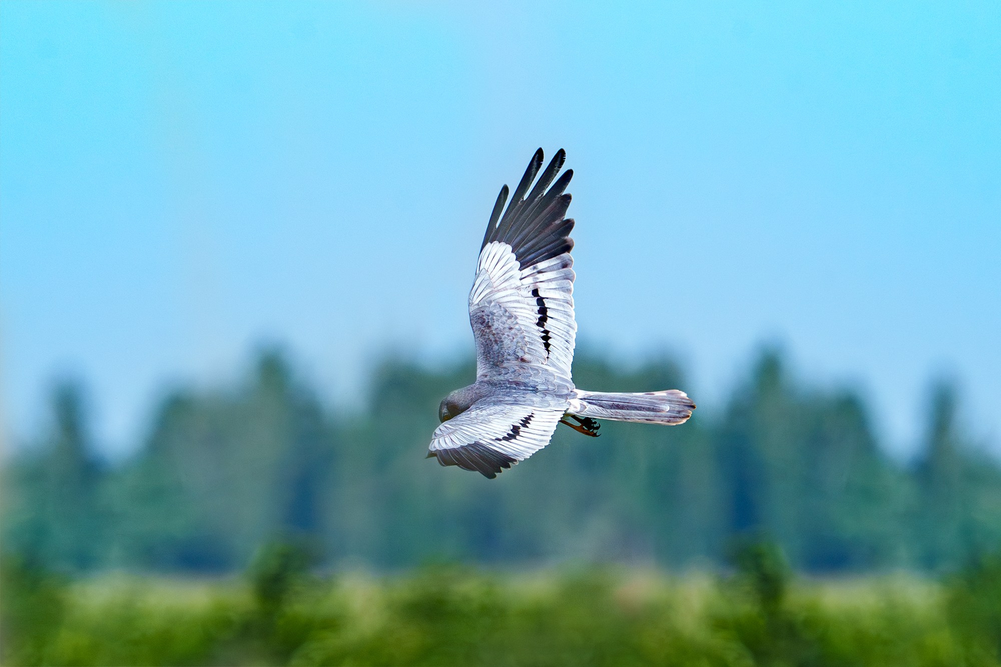 Удивительные мир птиц. Вокруг нас столько прекрасного — присмотритесь!. Ваш личный фотограф Марина Волкова