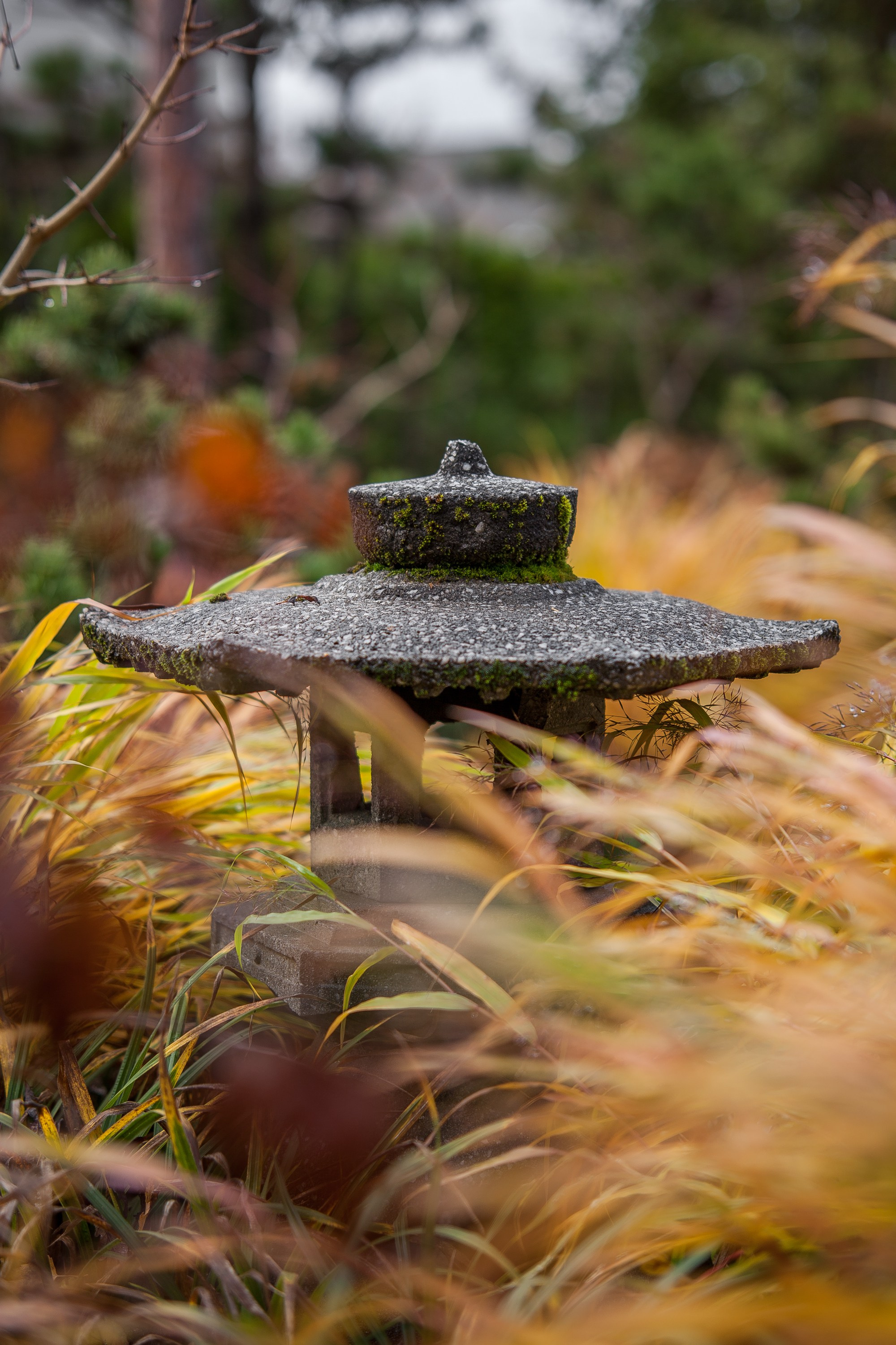 Личный сад Елены Асташкиной (осень). Фотограф Виталий Туманов. Туманов Виталий — фотограф Москва