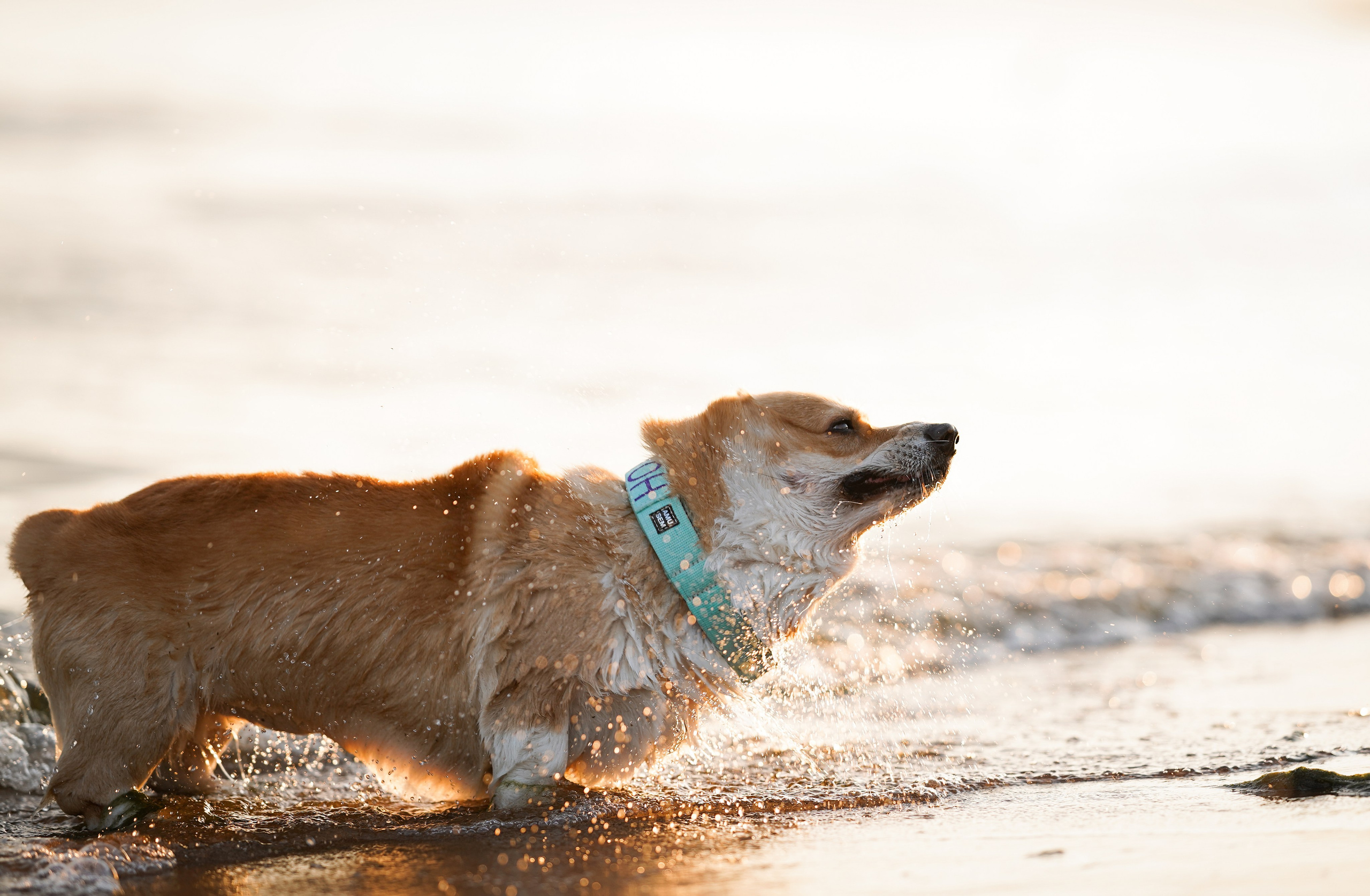 Катя Алиса и коржики. Фотограф-анималист в Санкт-Петербурге Яна Мартынова