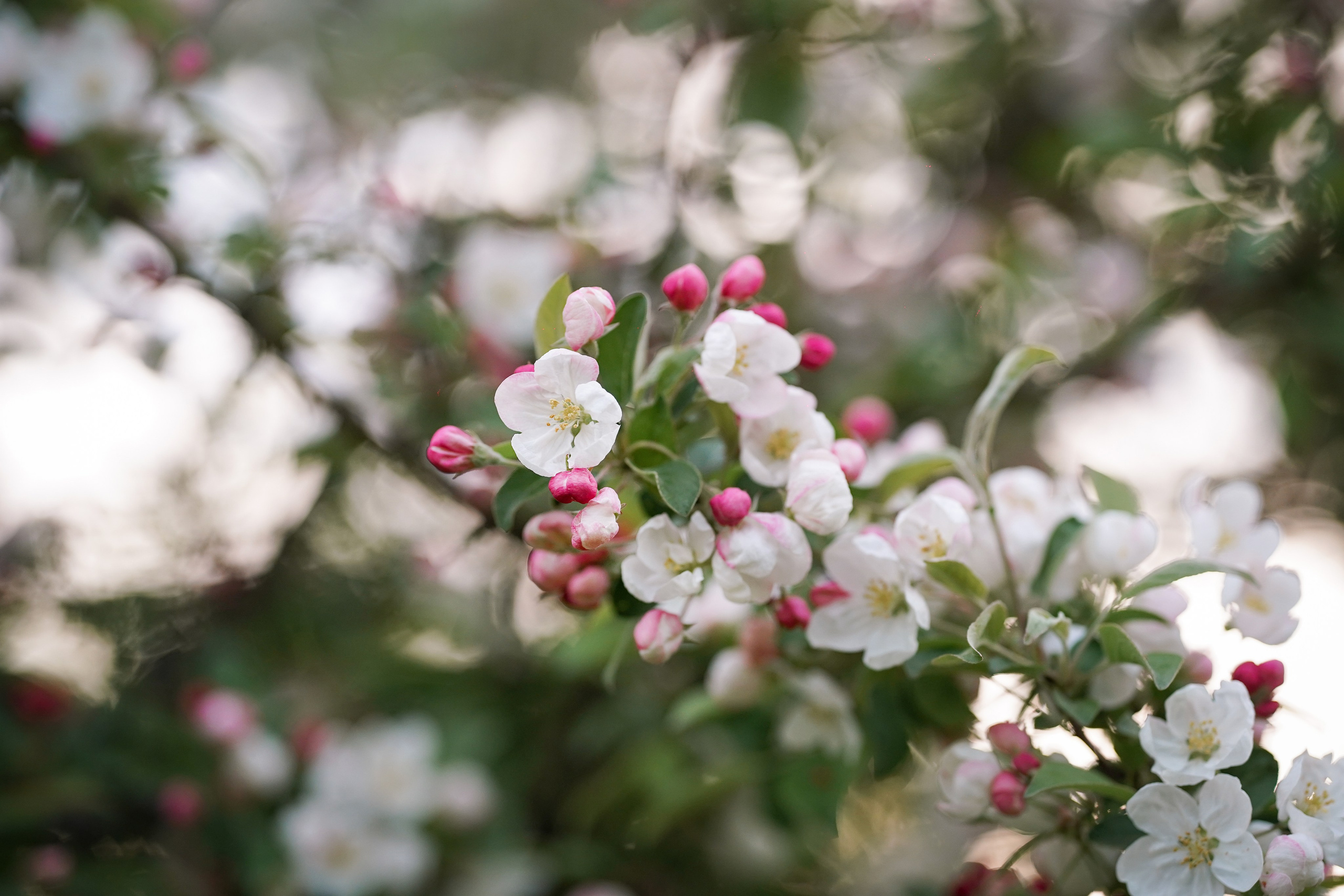 Панда в Яблоневом саду. Фотограф-анималист в Санкт-Петербурге Яна Мартынова