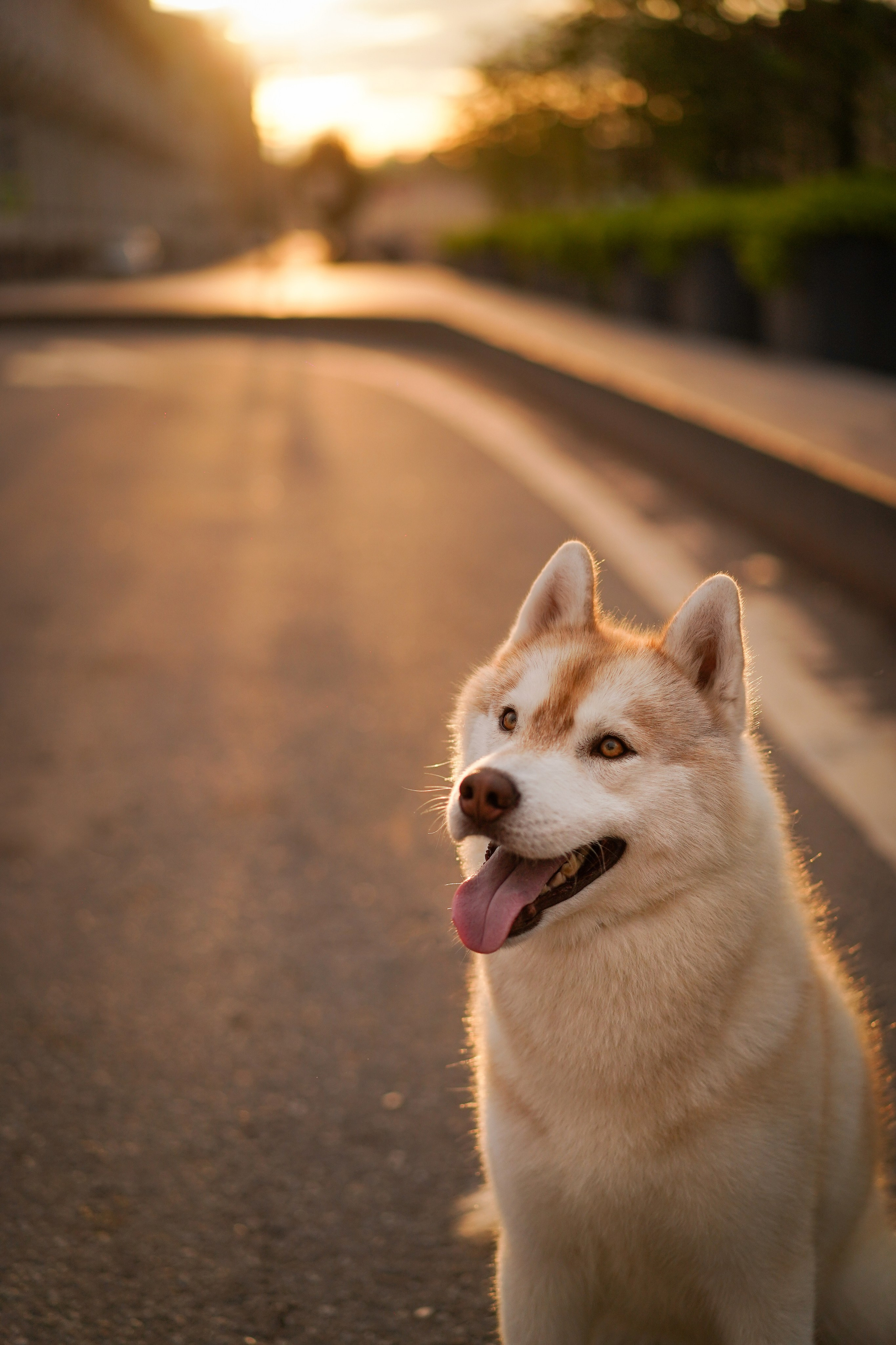 Саша Моня Вик и Гати. Фотограф-анималист в Санкт-Петербурге Яна Мартынова