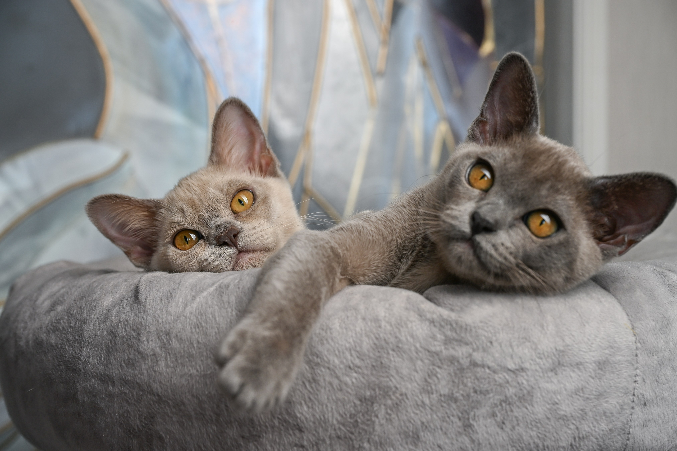 Котята. Фотограф-анималист в Санкт-Петербурге Анастасия Иванова