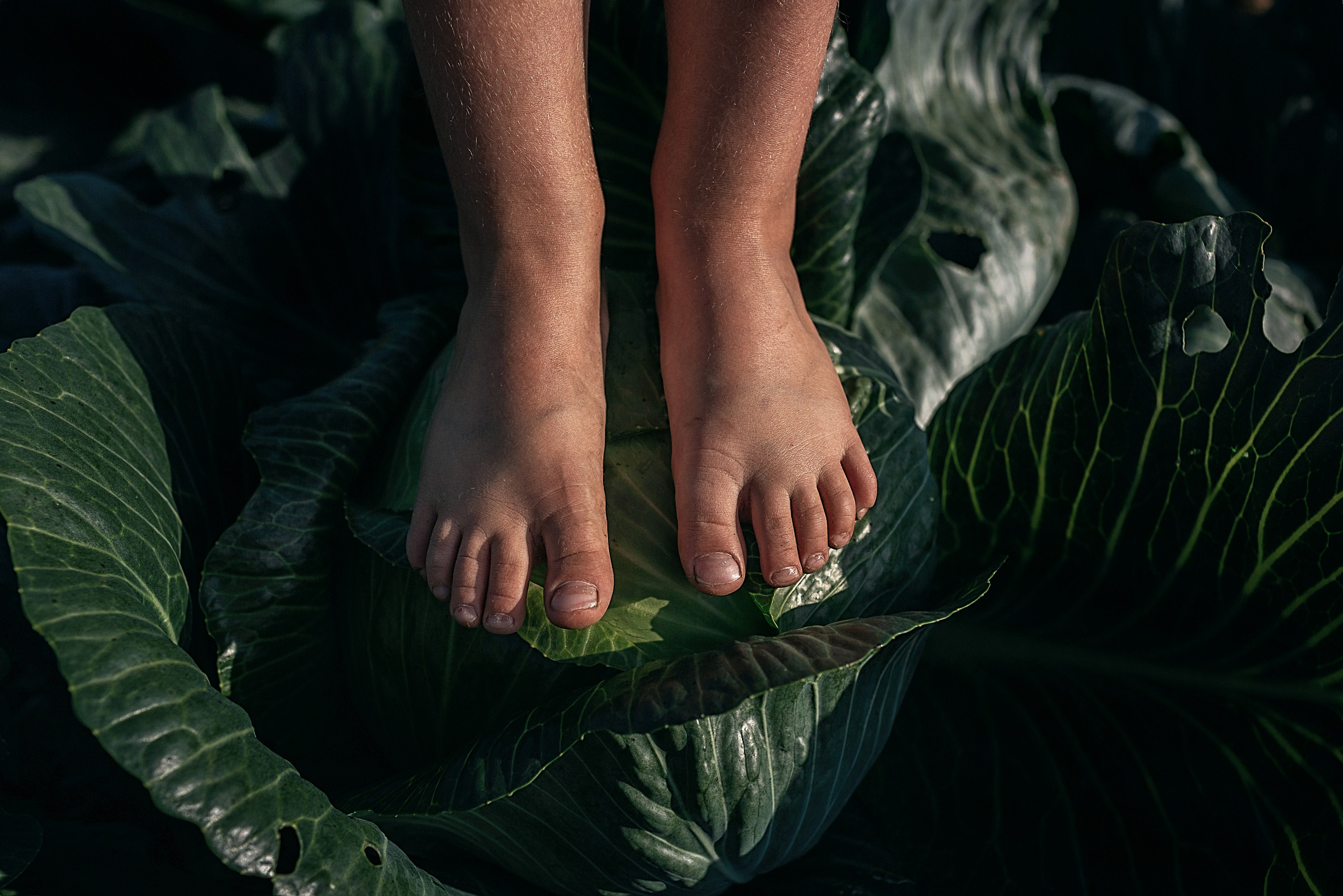 Капустное поле_Ленинградская область. Семейный фотограф в Санкт-Петербурге