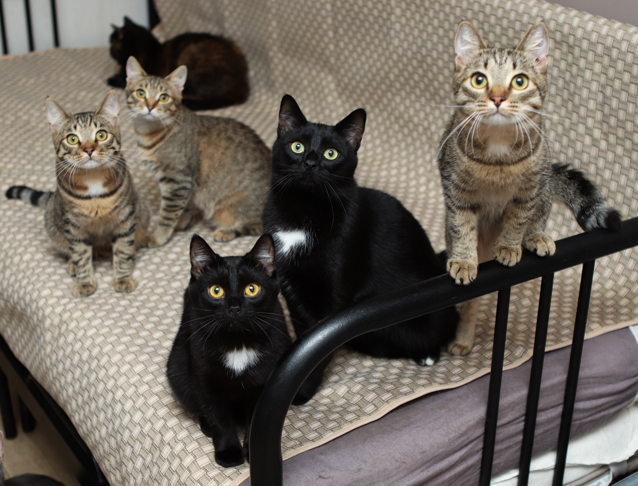 Кошки. Фотограф-анималист Полина Колкова | Москва