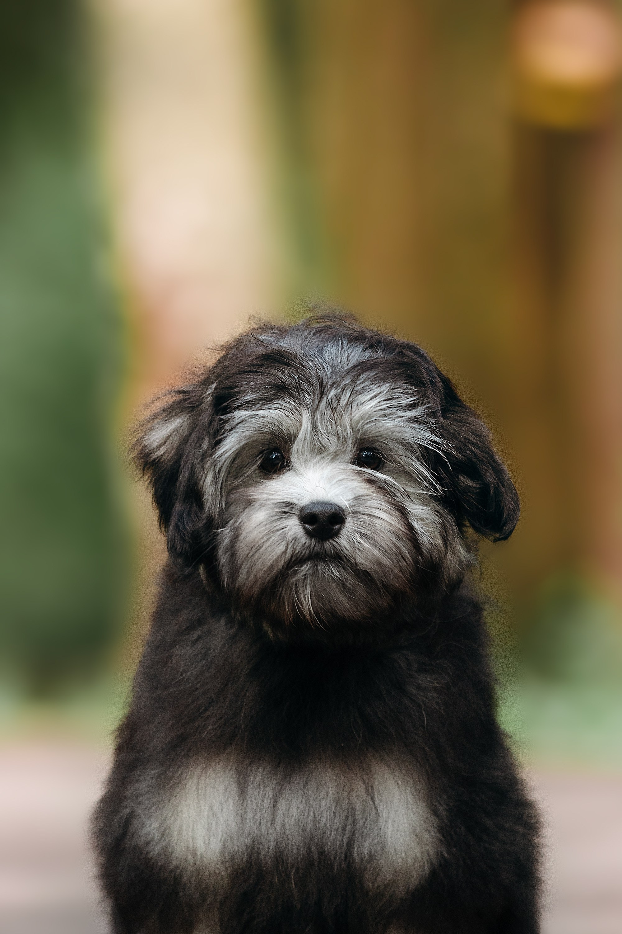 Фотосессии помётов щенков. Фотограф. Фотограф-анималист. Москва