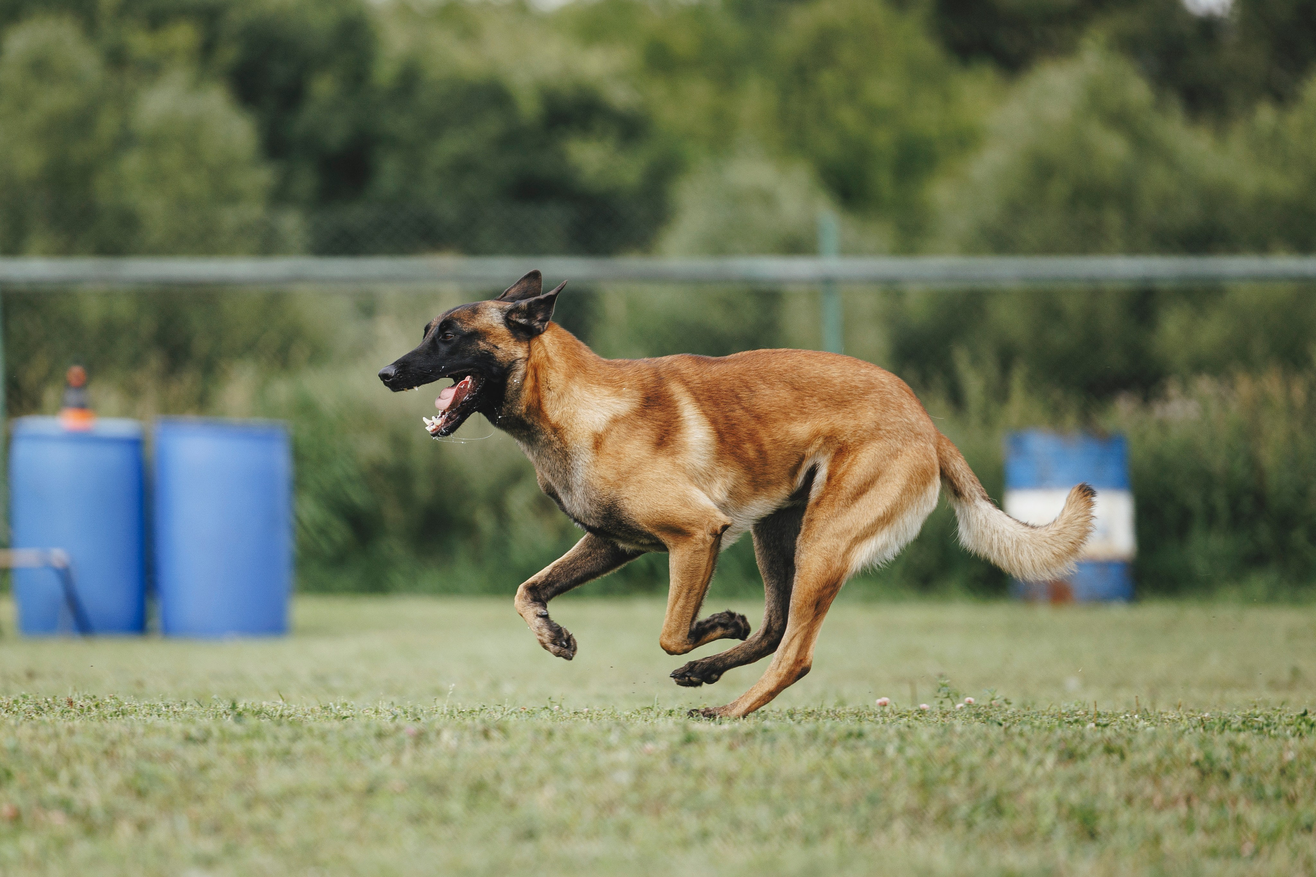 08.08.25-10.08.25 ЧР по мондьорингу г. Вологда. Фотограф-анималист Анна Маринич