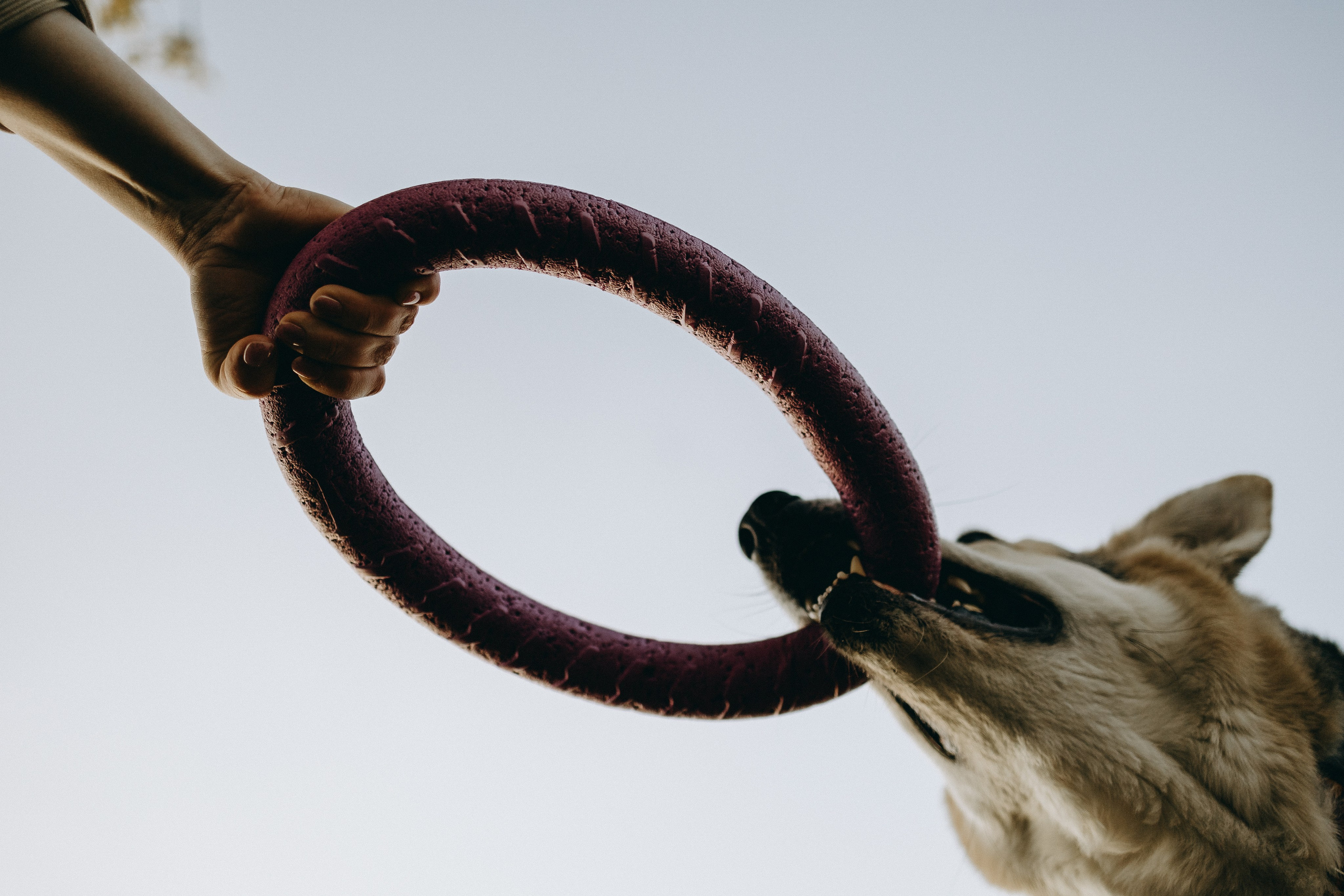 Саша и Зельда. Фотограф — Анималист | Санкт-Петербург