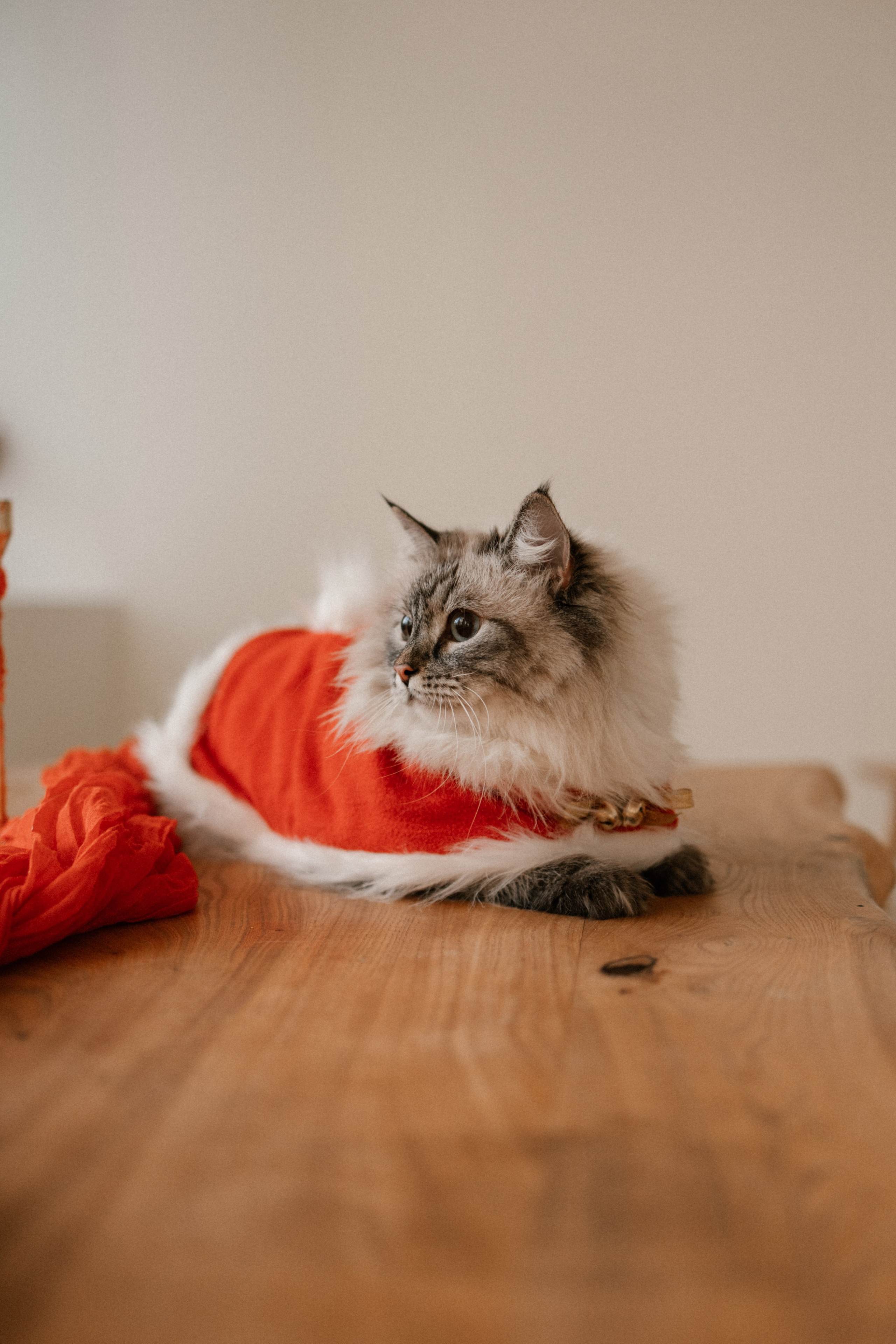 Камилла и ее девочки. Фотограф — Анималист | Санкт-Петербург