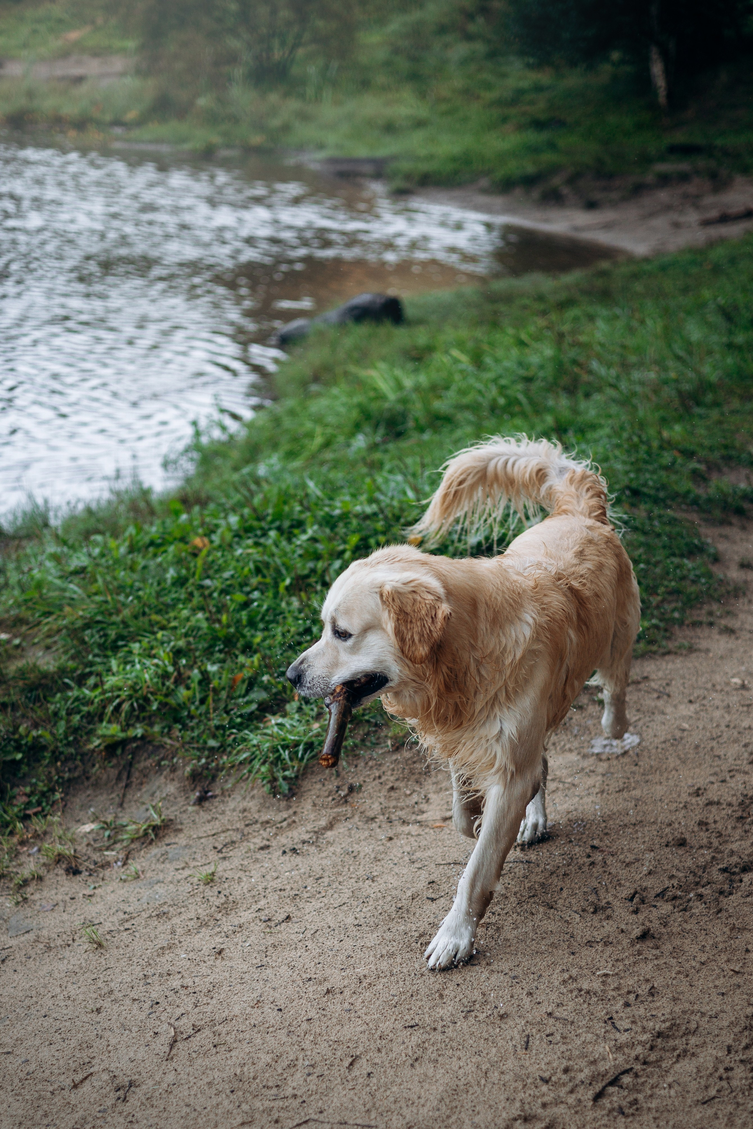 Лёва и его семья. Фотограф — Анималист | Санкт-Петербург