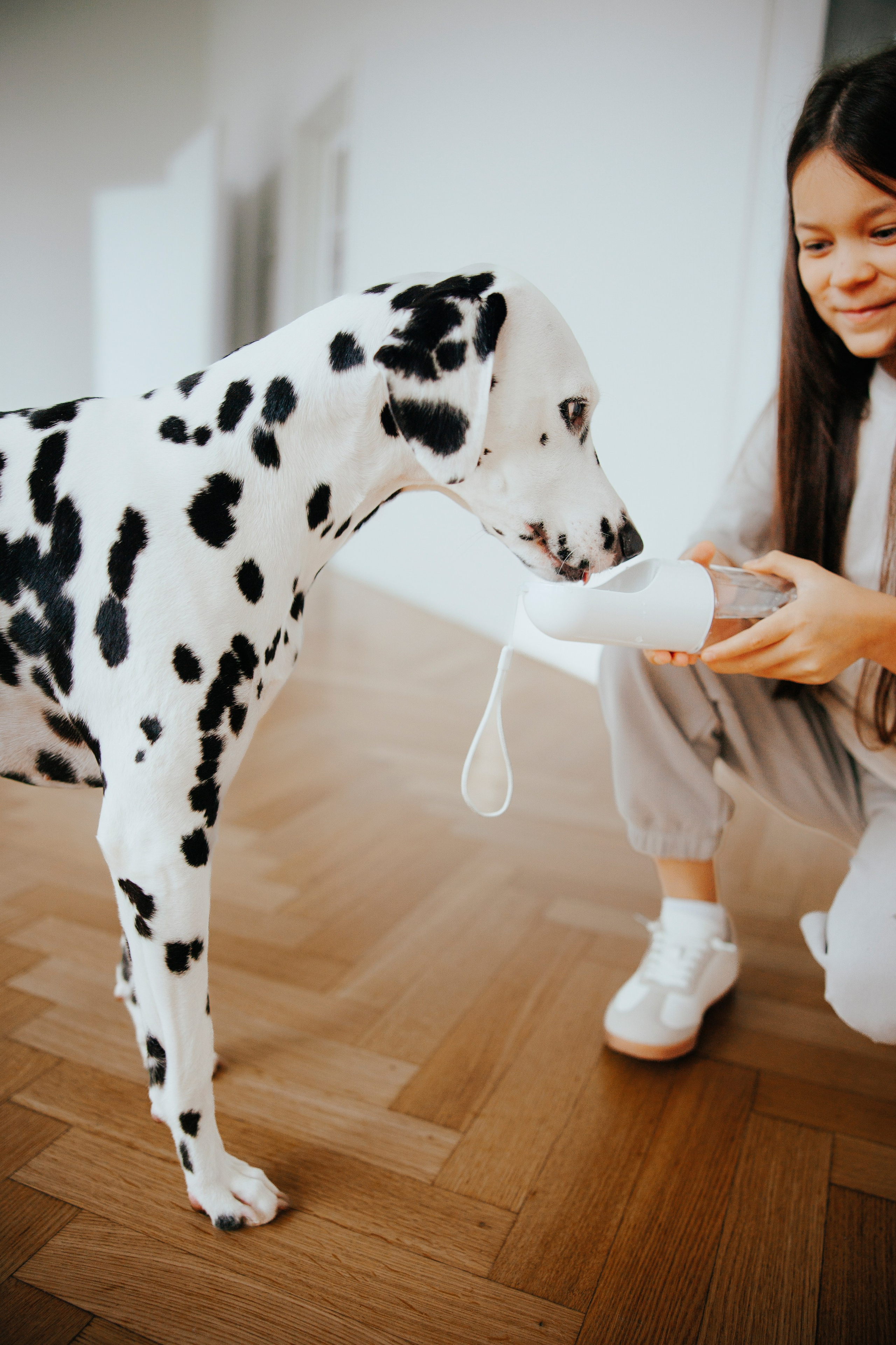 Pawsitive игрушки. Анастасия Белаш