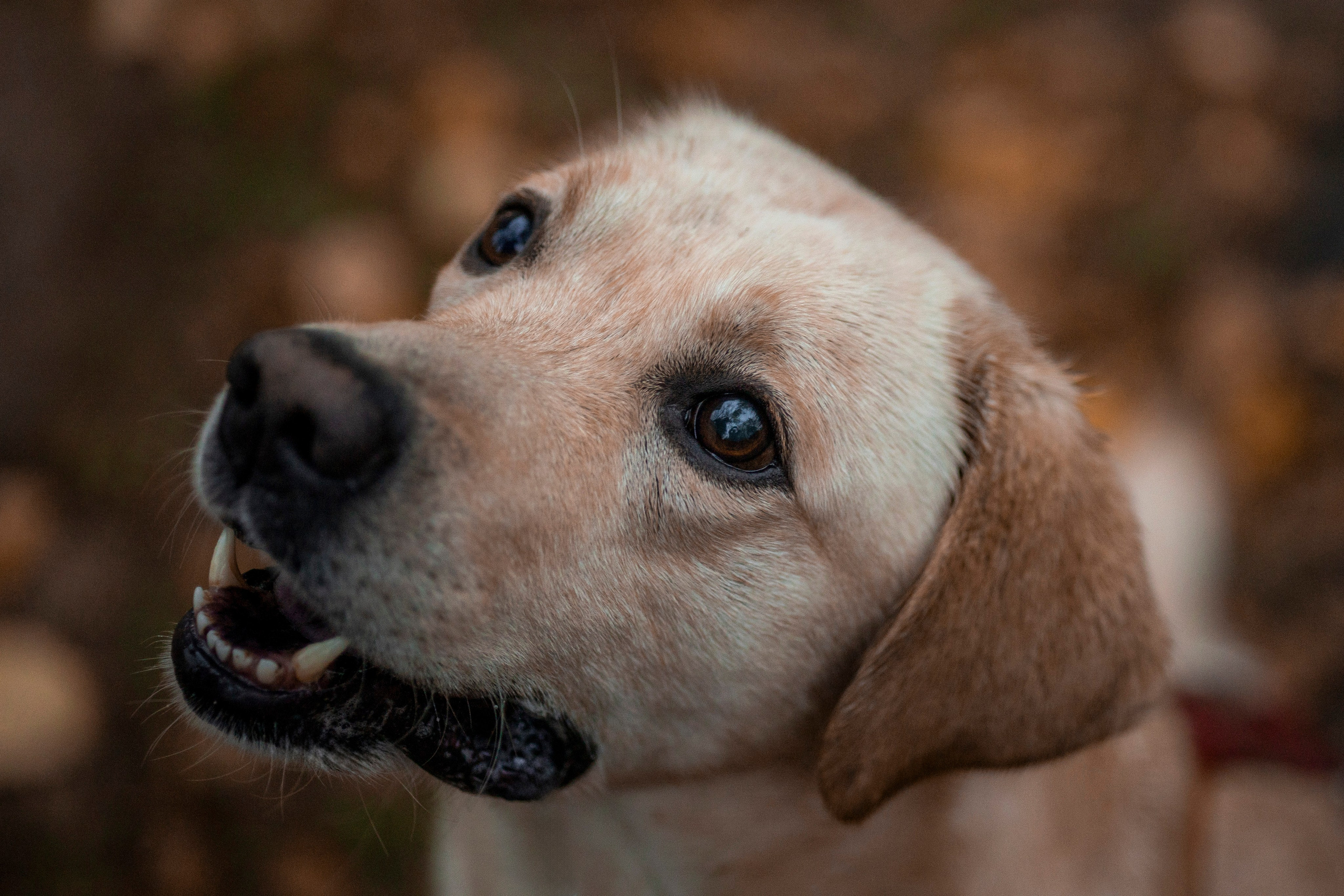 Съемка с собакой. Анастасия Белаш