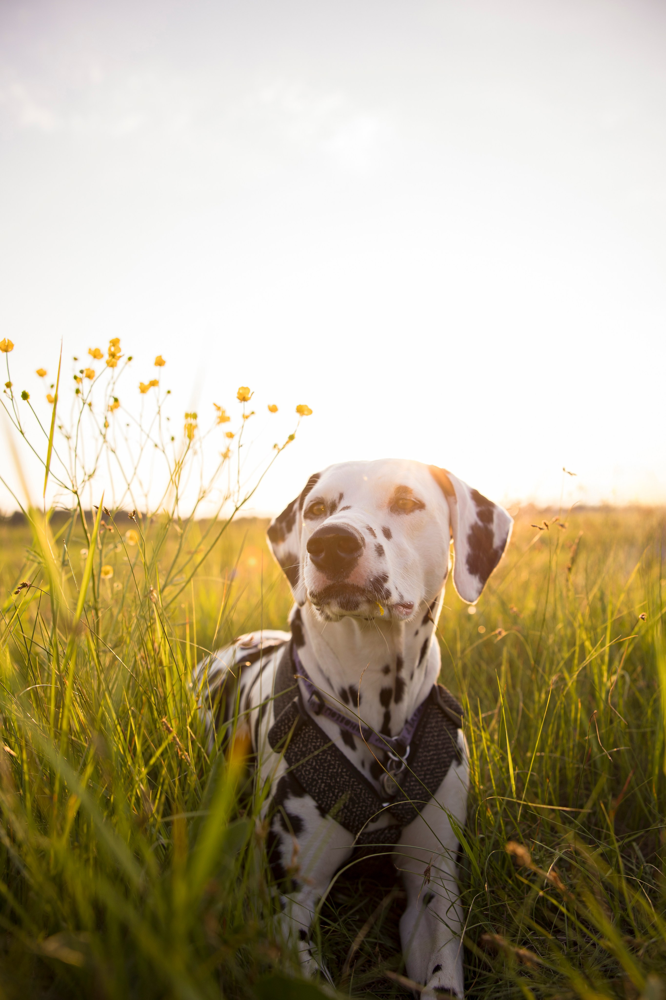 Съемка с собакой. Анастасия Белаш