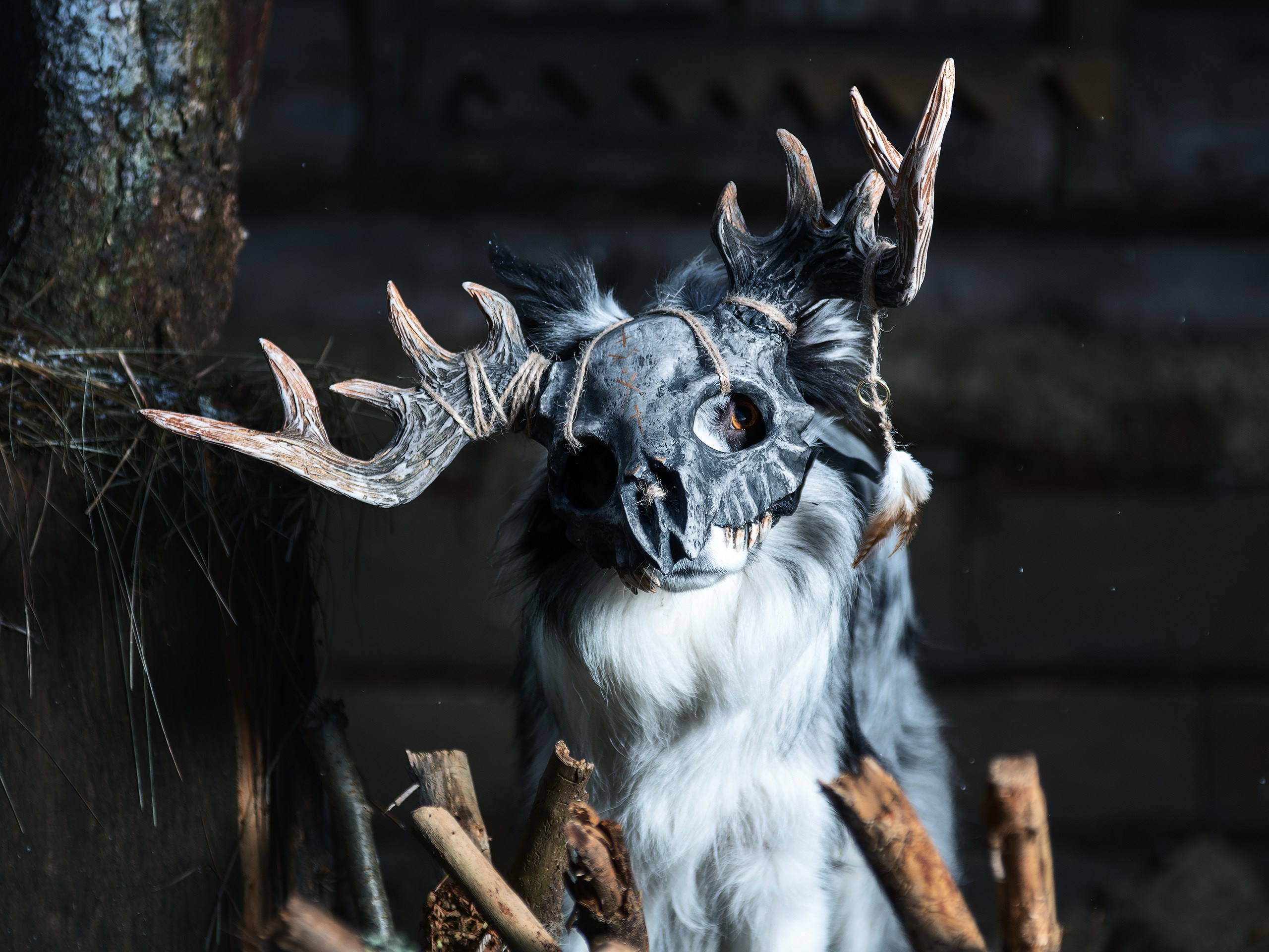 Хэллуин. Фотограф анималист Никита Натальный