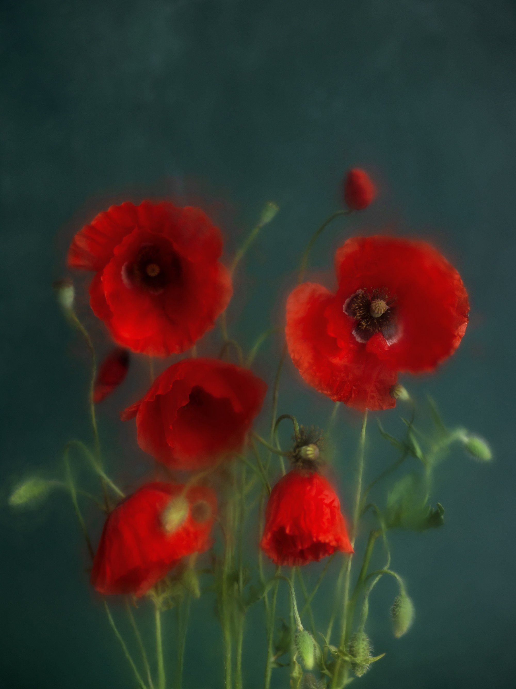 Dream of Poppies. Author’s fine art prints with international delivery