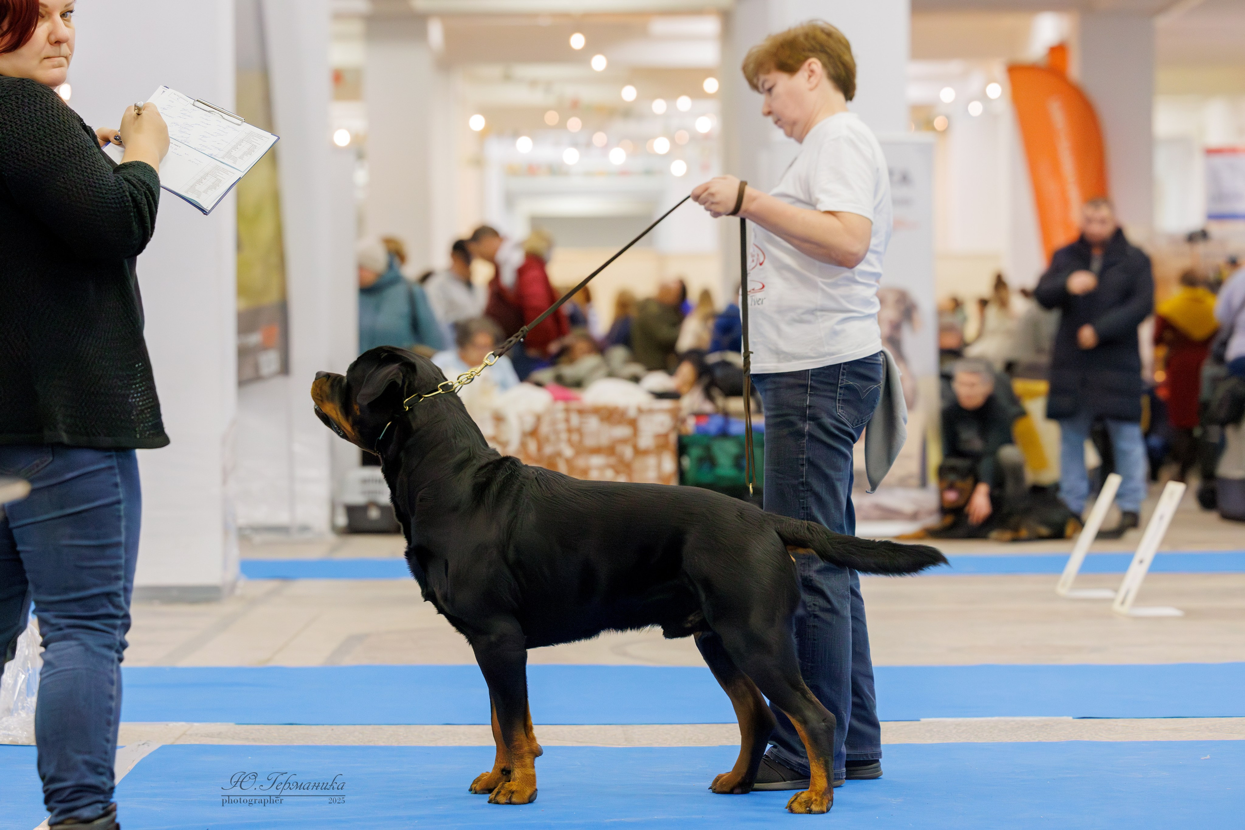 Питер ротвейлеры 18.01,Крокус 19.01.2025. Фотограф-анималист Юлия Германика