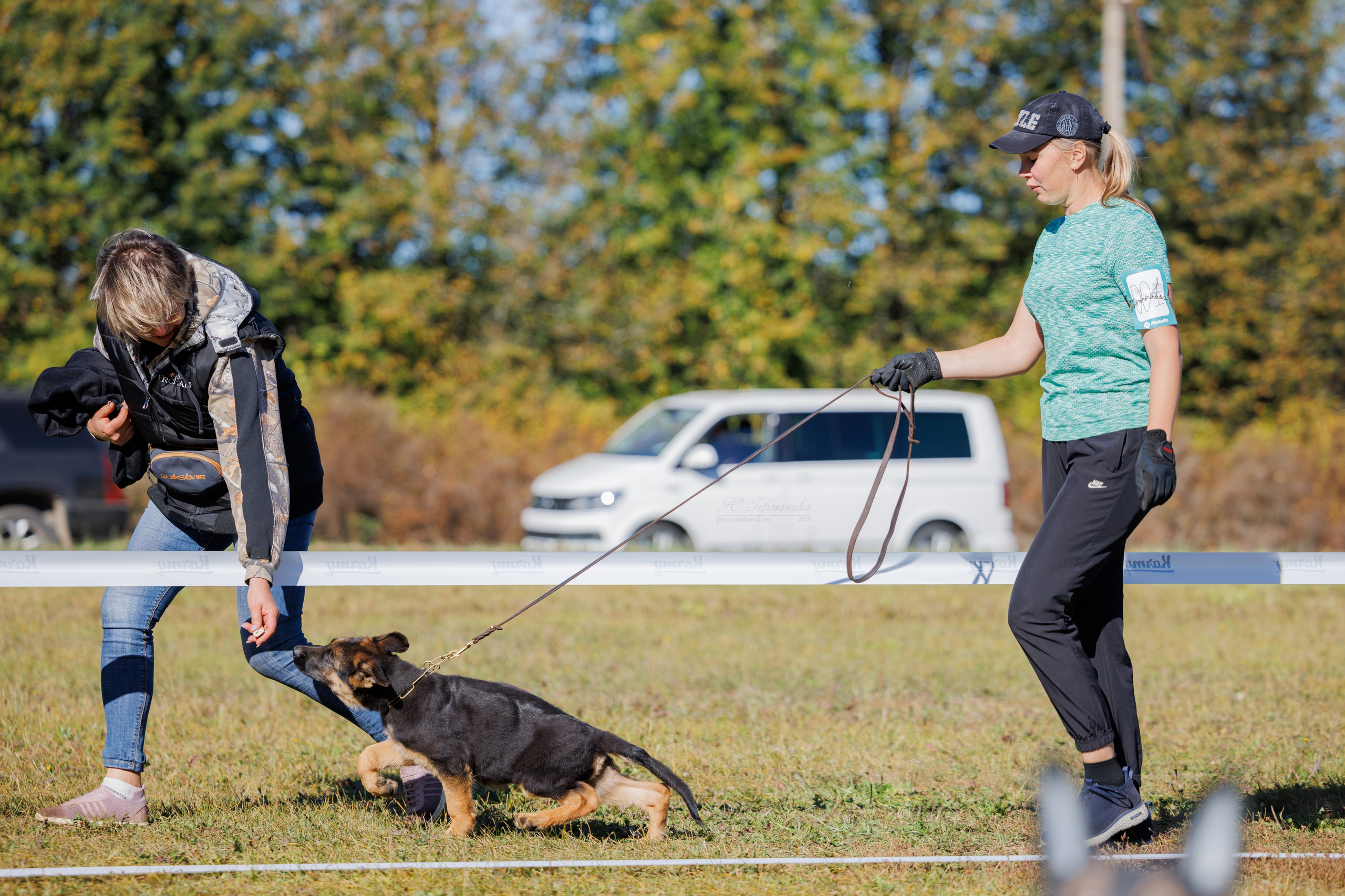 Тверь немецкие овчарки 22.09.2024. Фотограф-анималист Юлия Германика