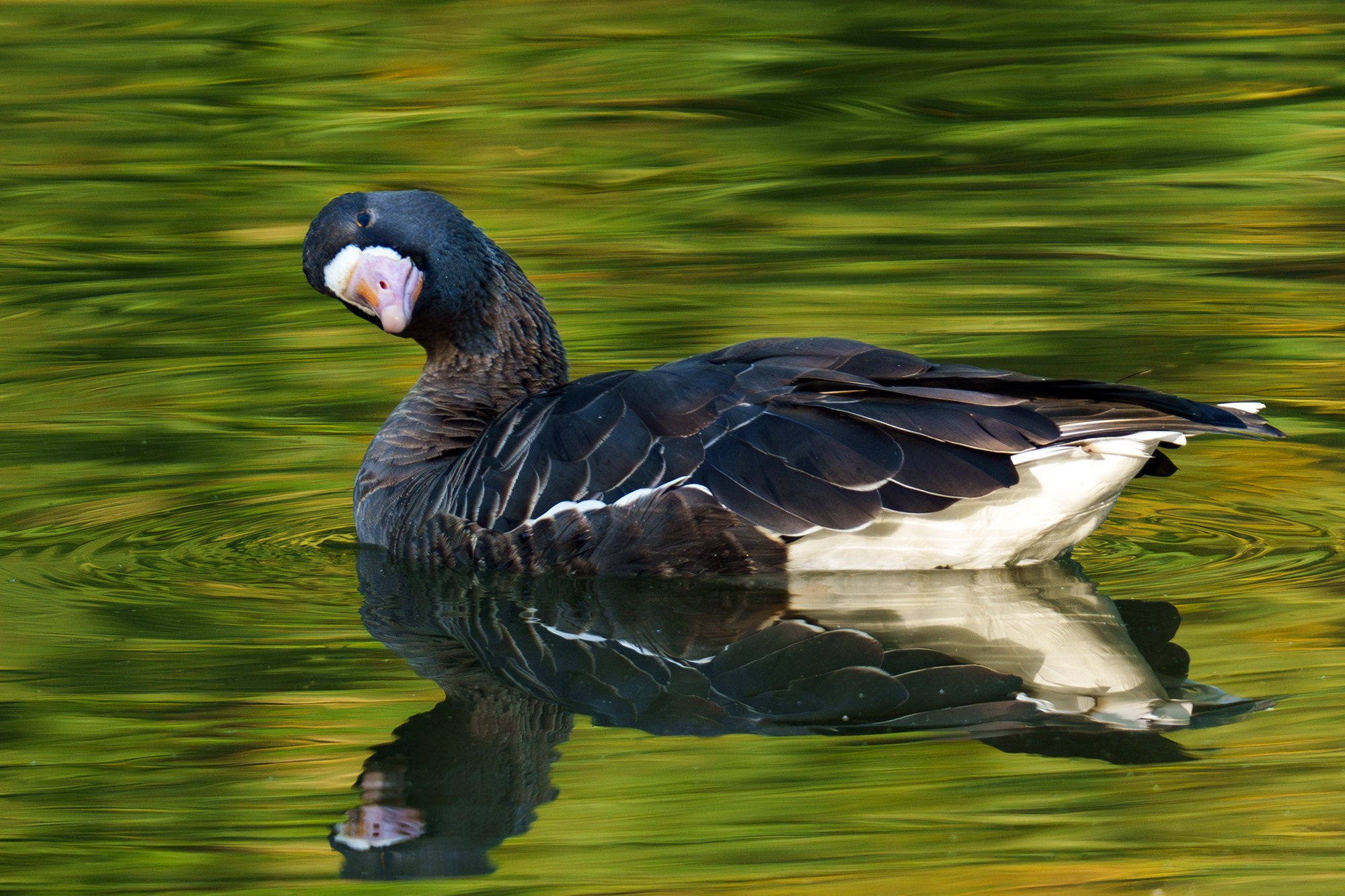 Удивительные мир птиц. Вокруг нас столько прекрасного — присмотритесь!. Ваш личный фотограф Марина Волкова