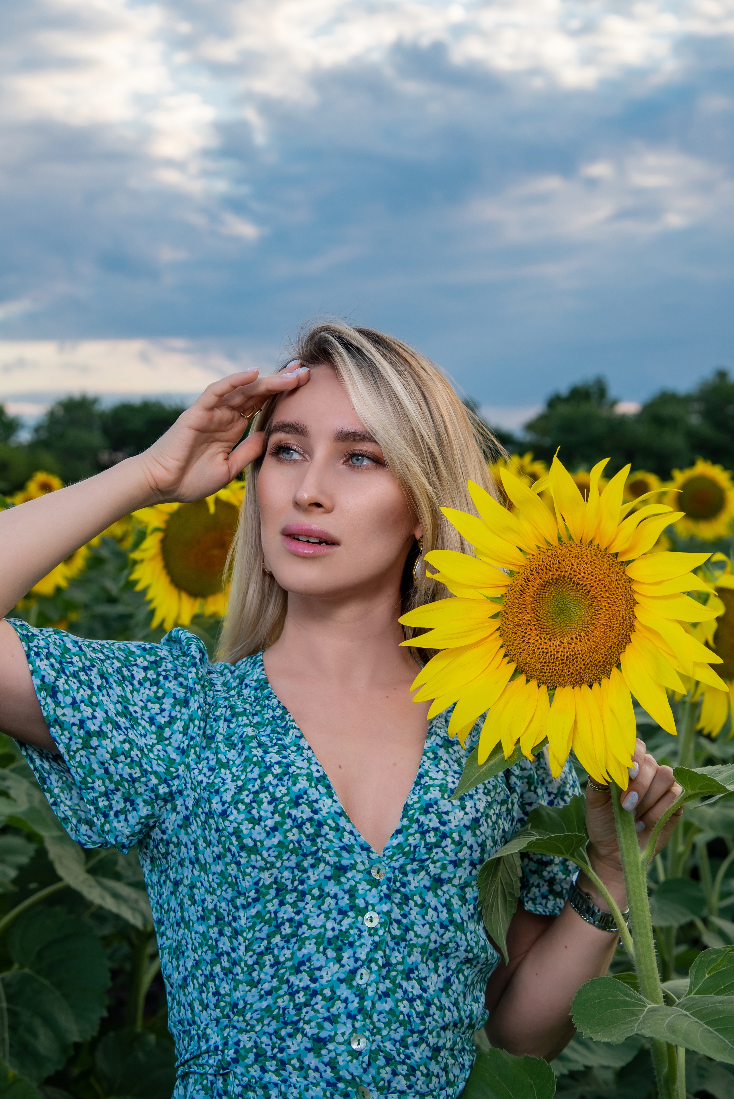 Подсолнух. Фотограф Галина Нестерова
