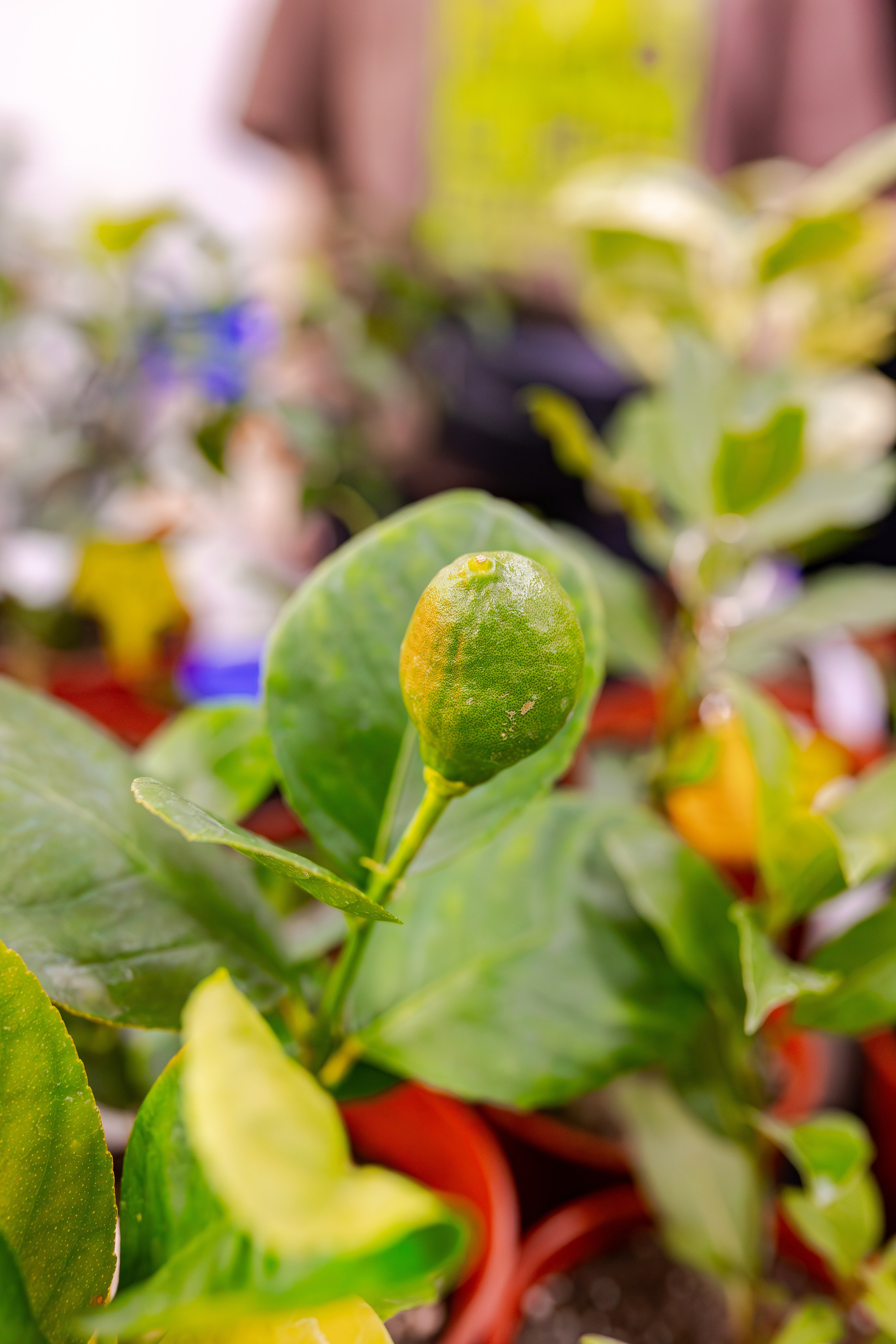 Орхидиум сентябрь 2025. Александра Куликова фотограф, Москва