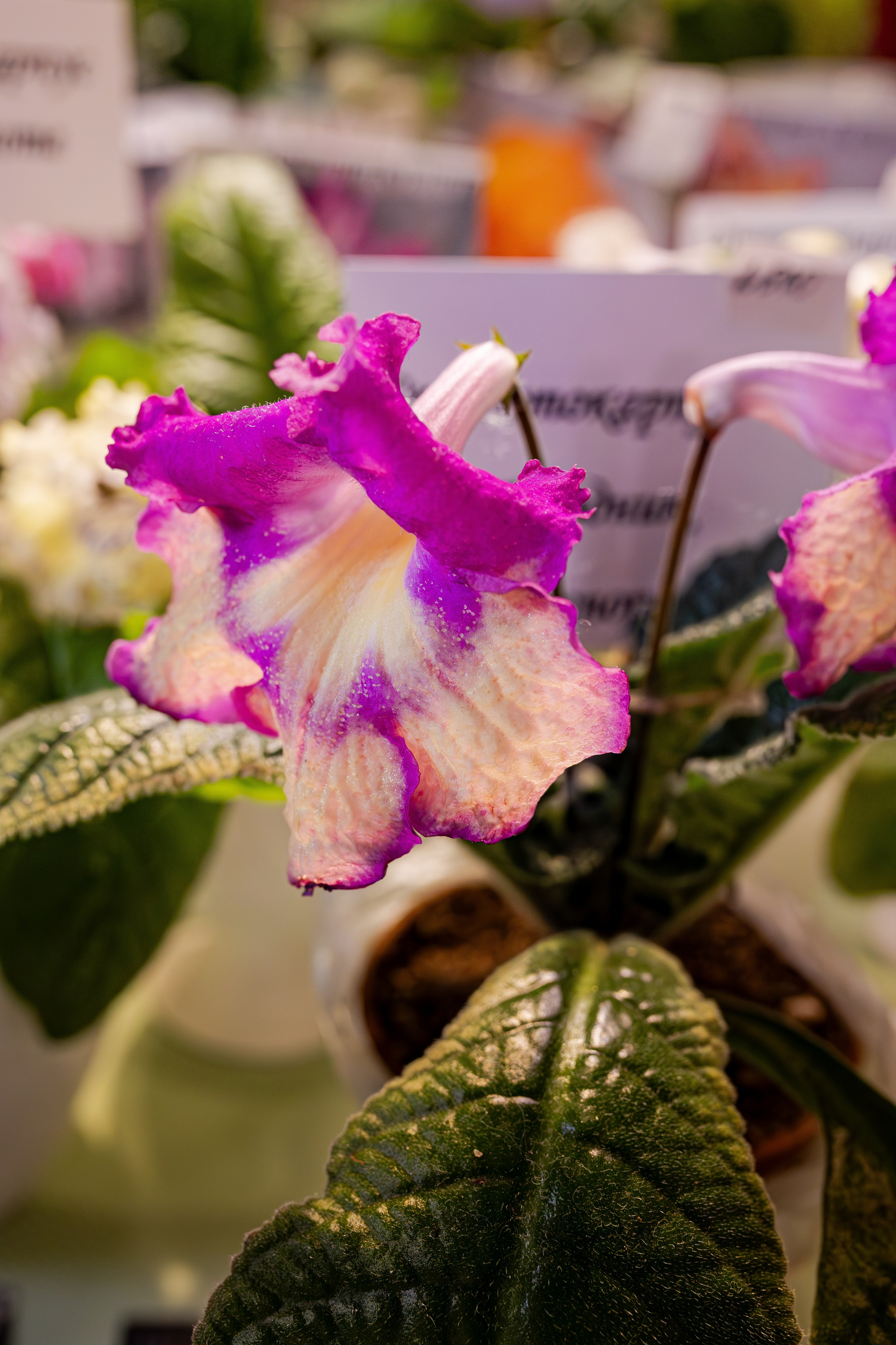 Growbox 1–2 марта. Александра Куликова фотограф, Москва