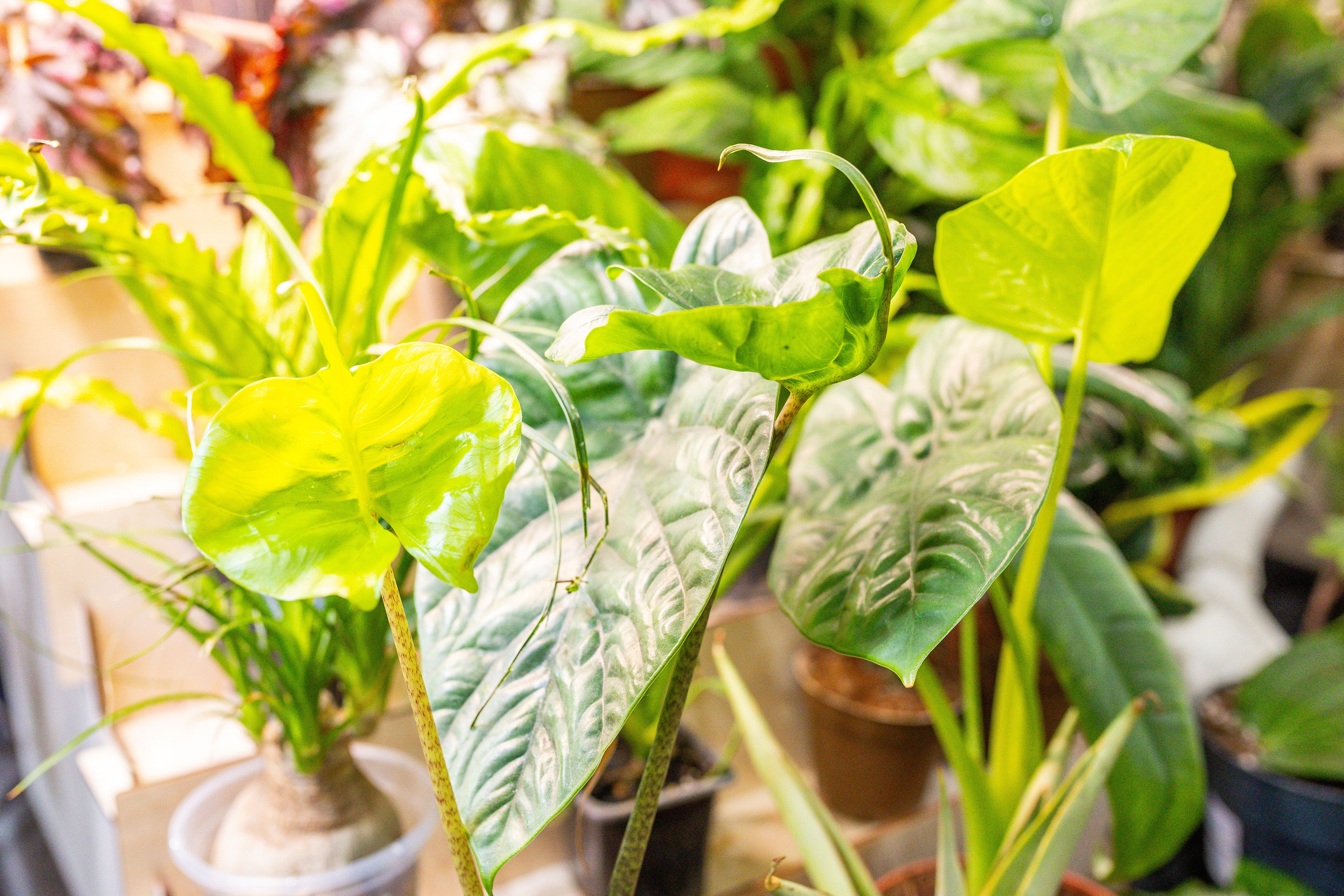 Монстериум 11–12 октября. Александра Куликова фотограф, Москва