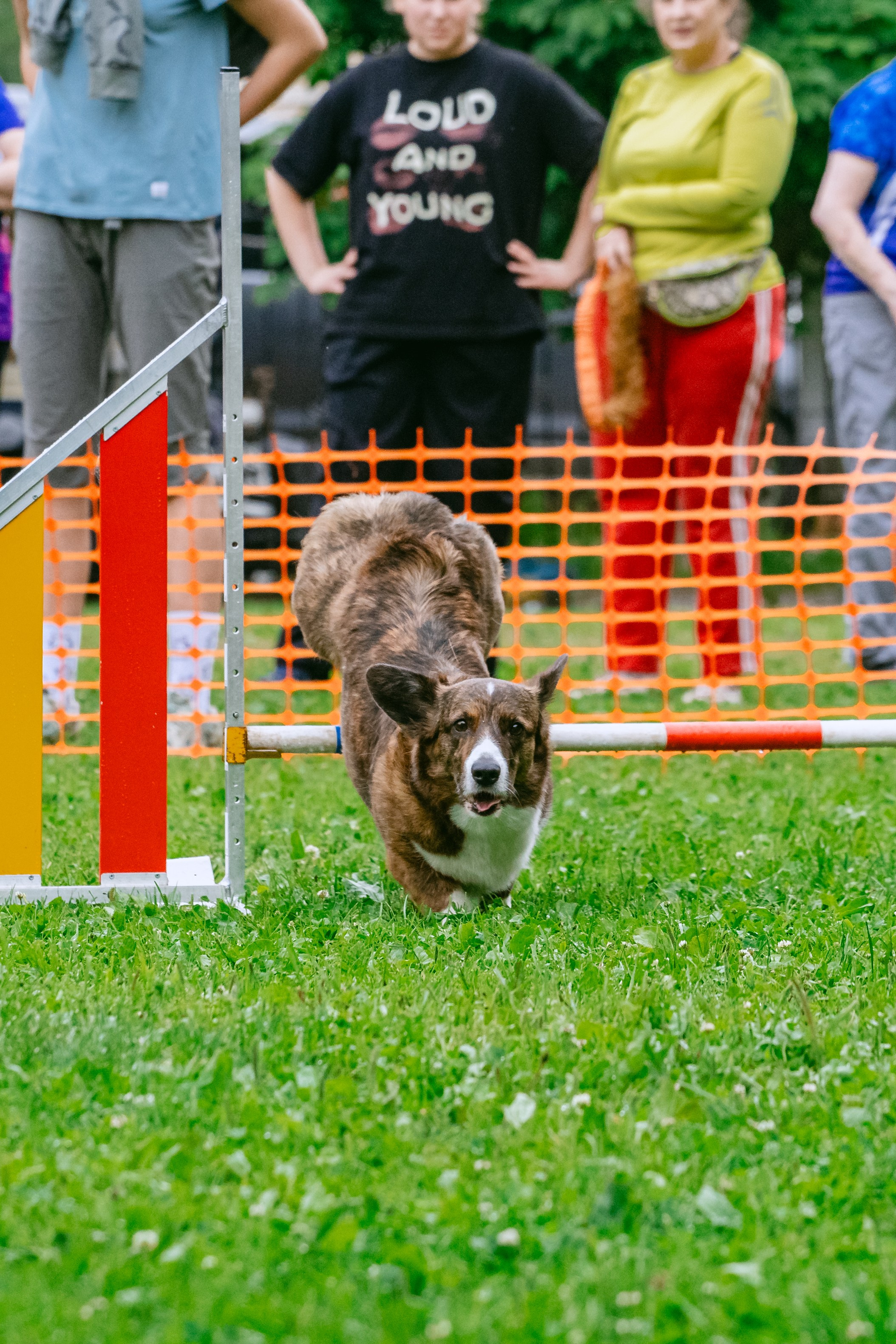 Соревнования по аджилити Долгопрудный 30.06.2025. Фотограф-анималист Татьяна Степанова