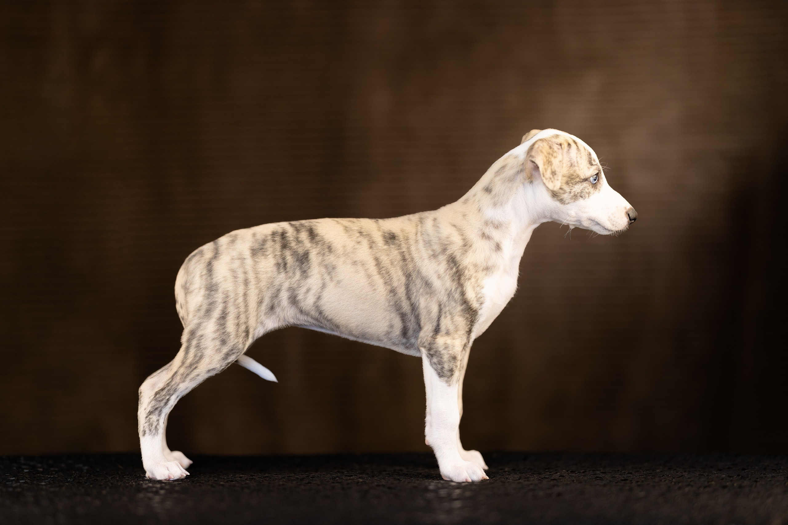 Уиппет. Фотограф и видеограф анималист Аганина Дарья