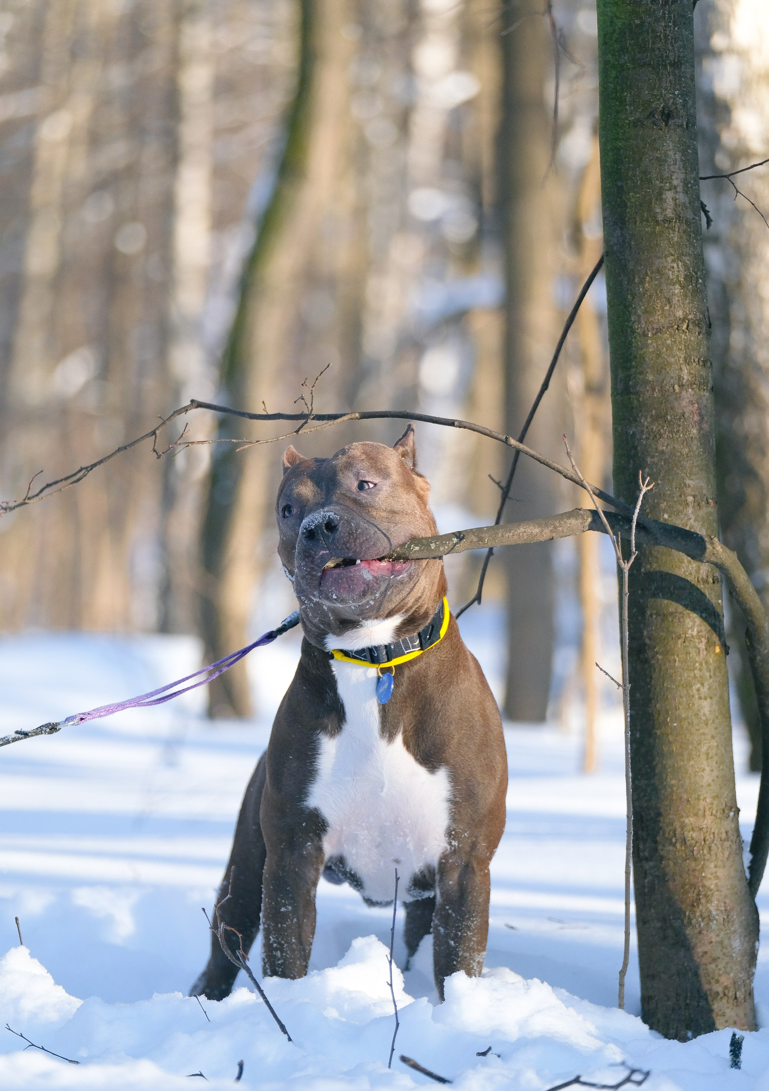 Баста и Эйгон. Фотограф и видеограф анималист Аганина Дарья
