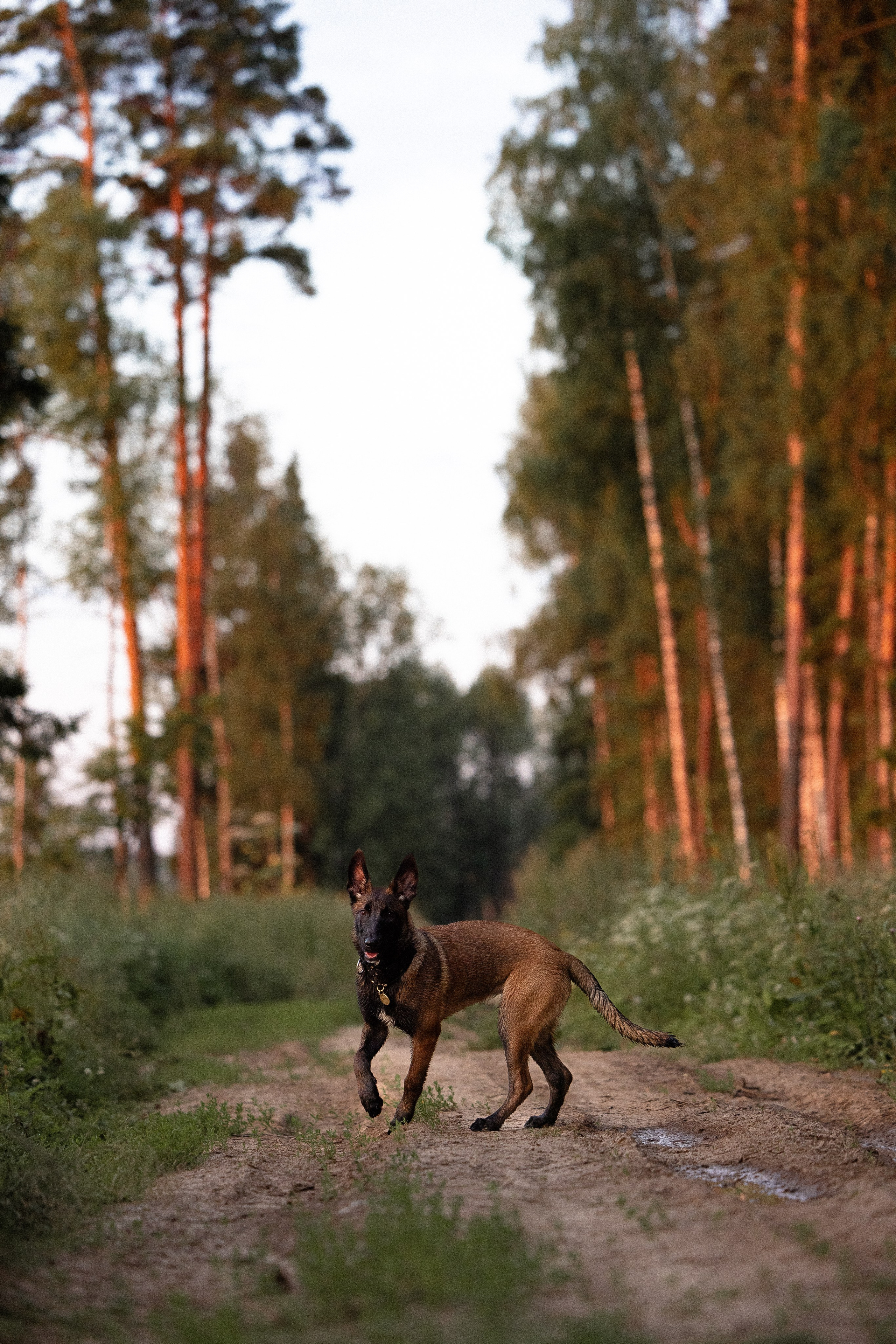Галина и Лоя. Фотограф и видеограф анималист Аганина Дарья