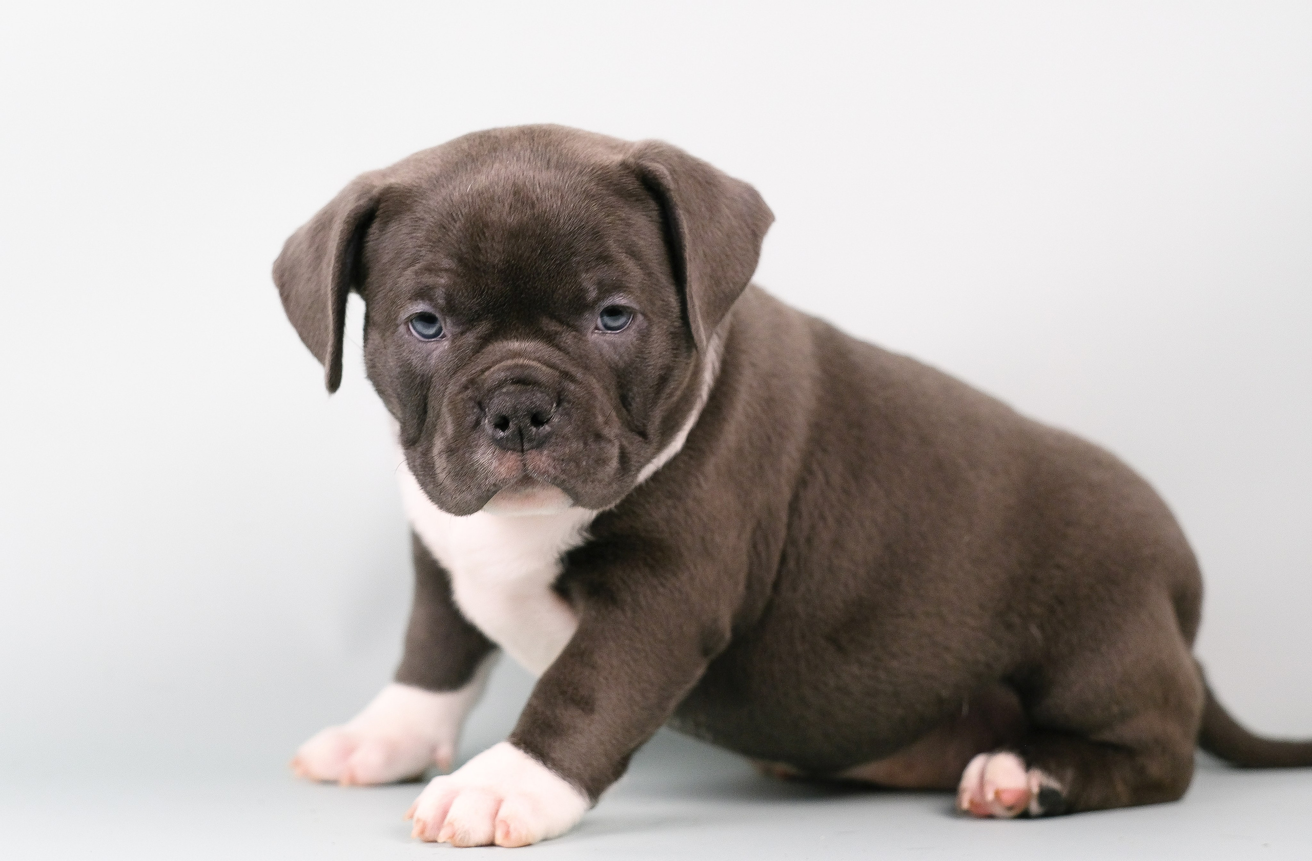 Американский Булли. Фотограф и видеограф анималист Аганина Дарья